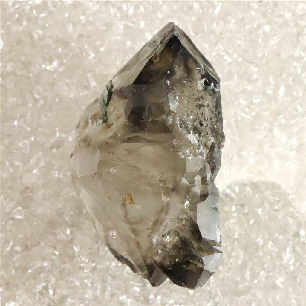 タンザニア産 特大 サザナミオオツノハナムグリ 62mm 45mm <0406z昆虫