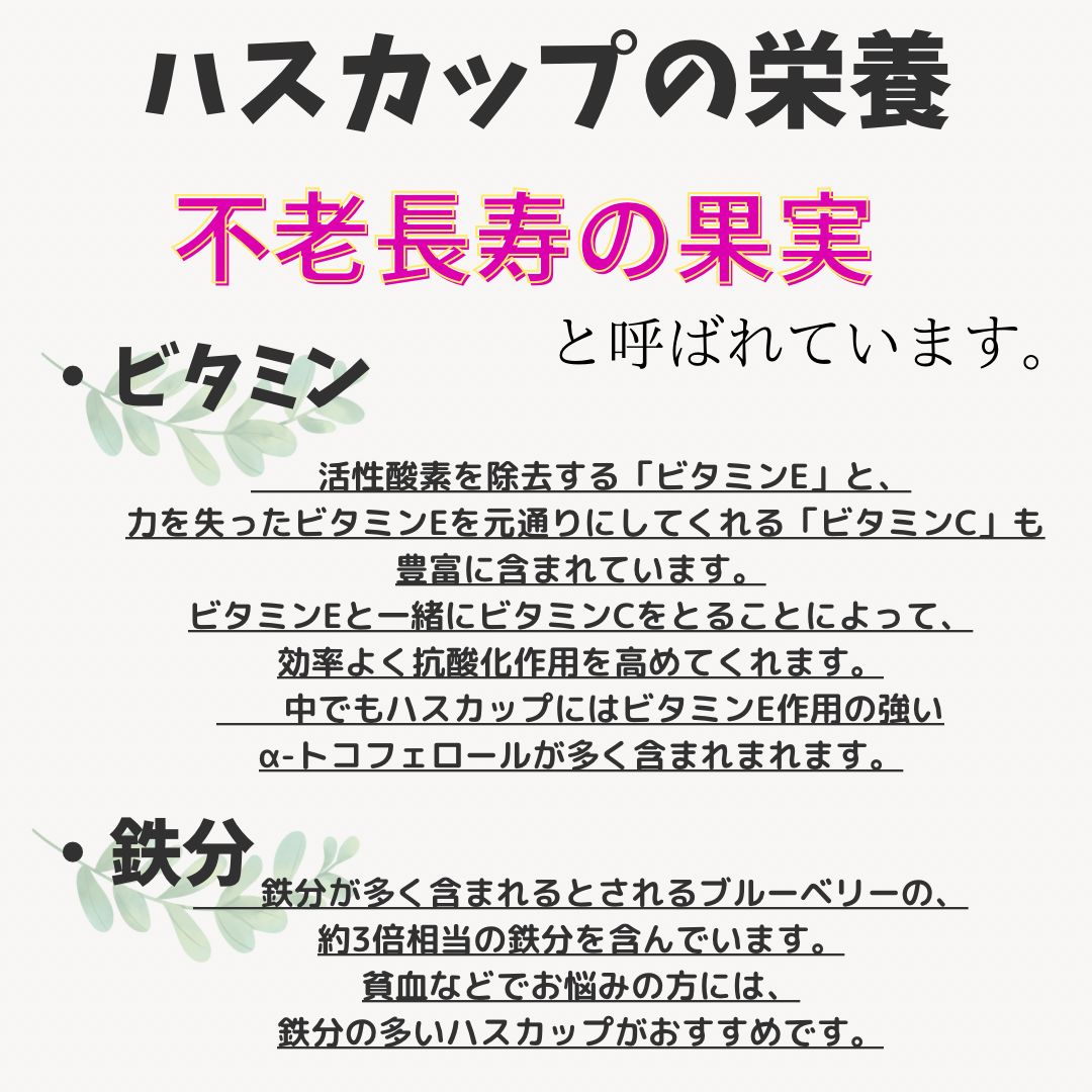 2025年度】北海道 美唄産 冷凍ハスカップ 2kg 【公式通販】