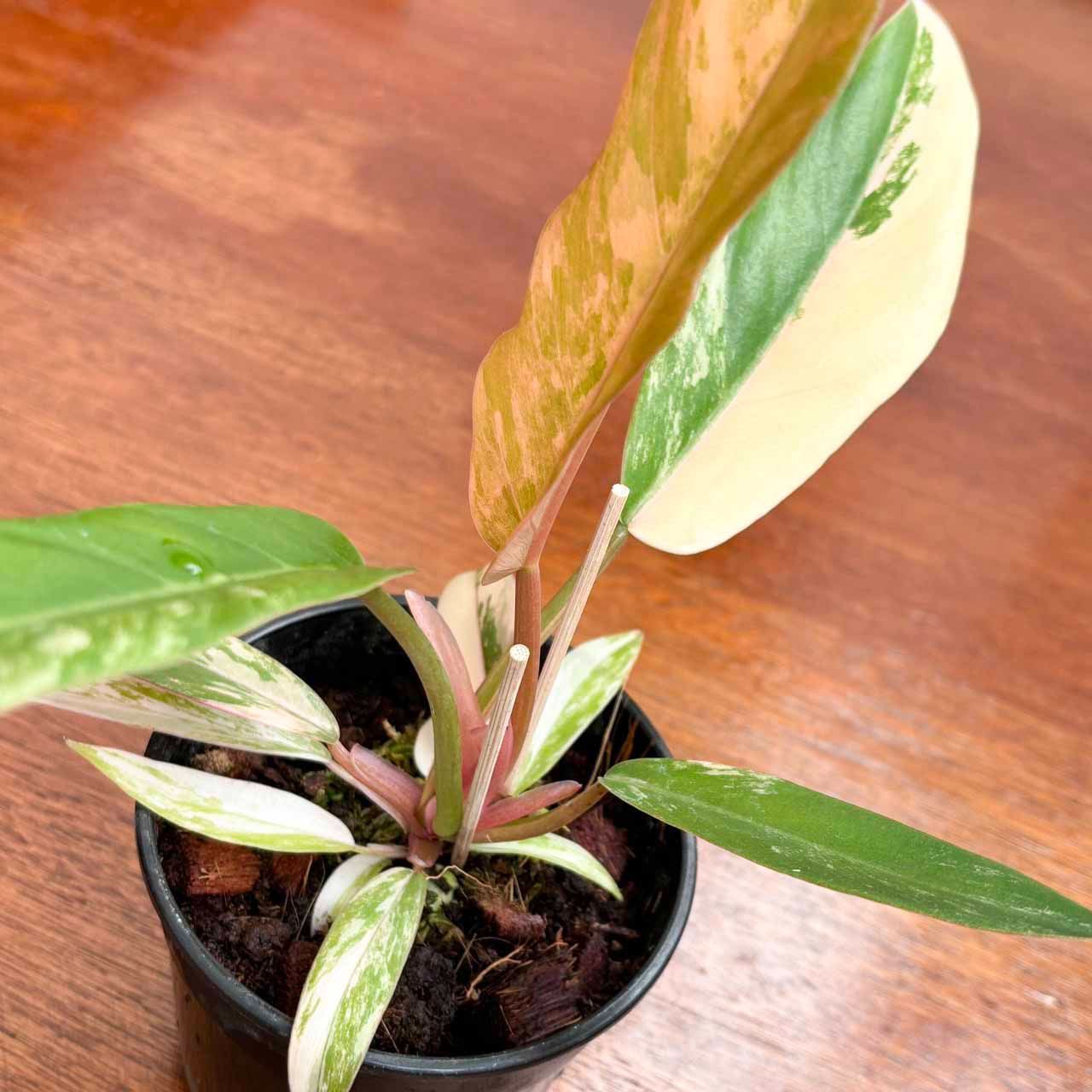 ☆希少 極斑☆フィロデンドロン キャラメルマーブル 極斑】フィロデンドロンキャラメルマーブル philodendron caramel