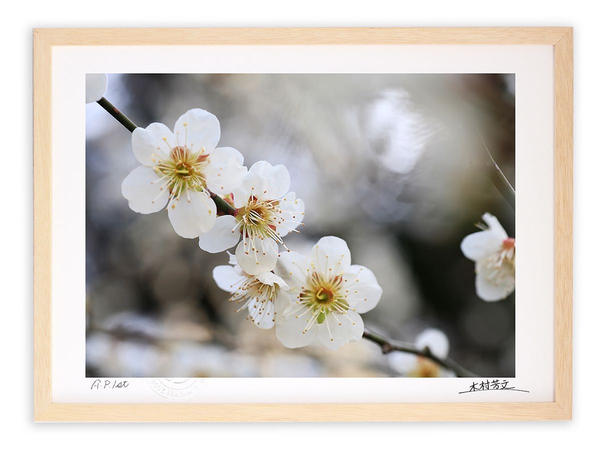 ピンクのカーテン 全巻 2 くどき屋ジョー 銭ゲバ セット まとめ売り 本