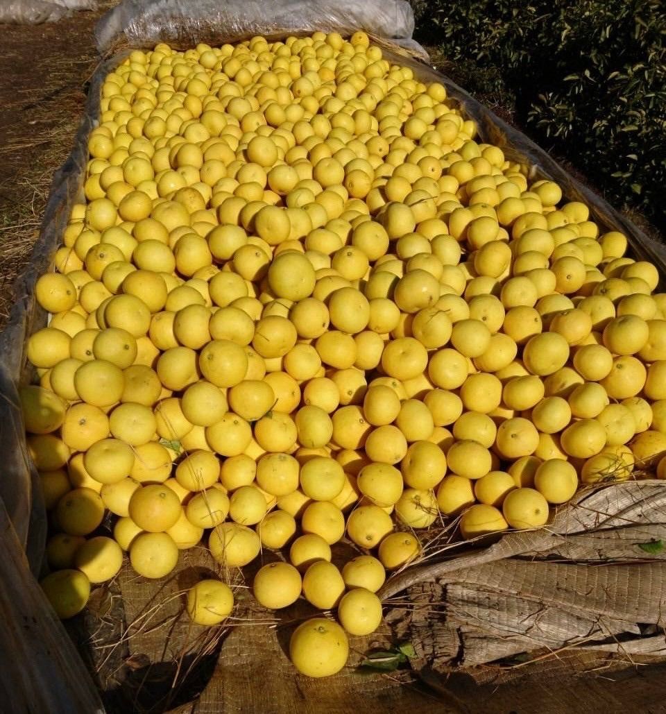 文旦10kg 土佐文旦10Kg(2026年2月16日から順次出荷開始) 本物 早期受付・数量