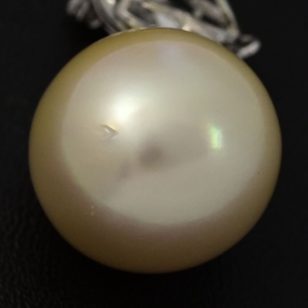 白蝶ゴールドリップ サウスシー