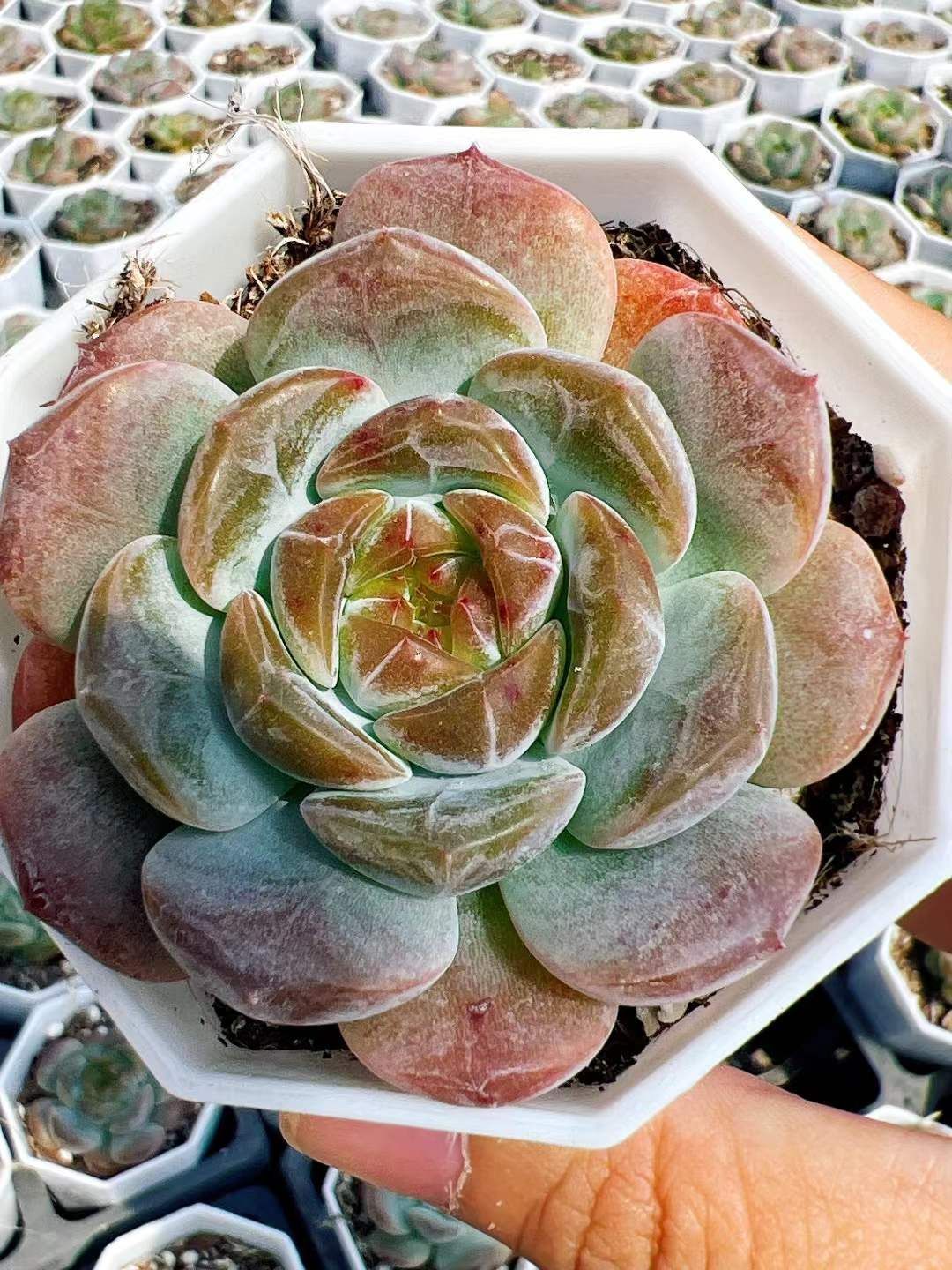 60株の抜き苗セット ピンク ジェニー 多肉植物 佐川急便発送 エケベリア 韓国苗 LL2434