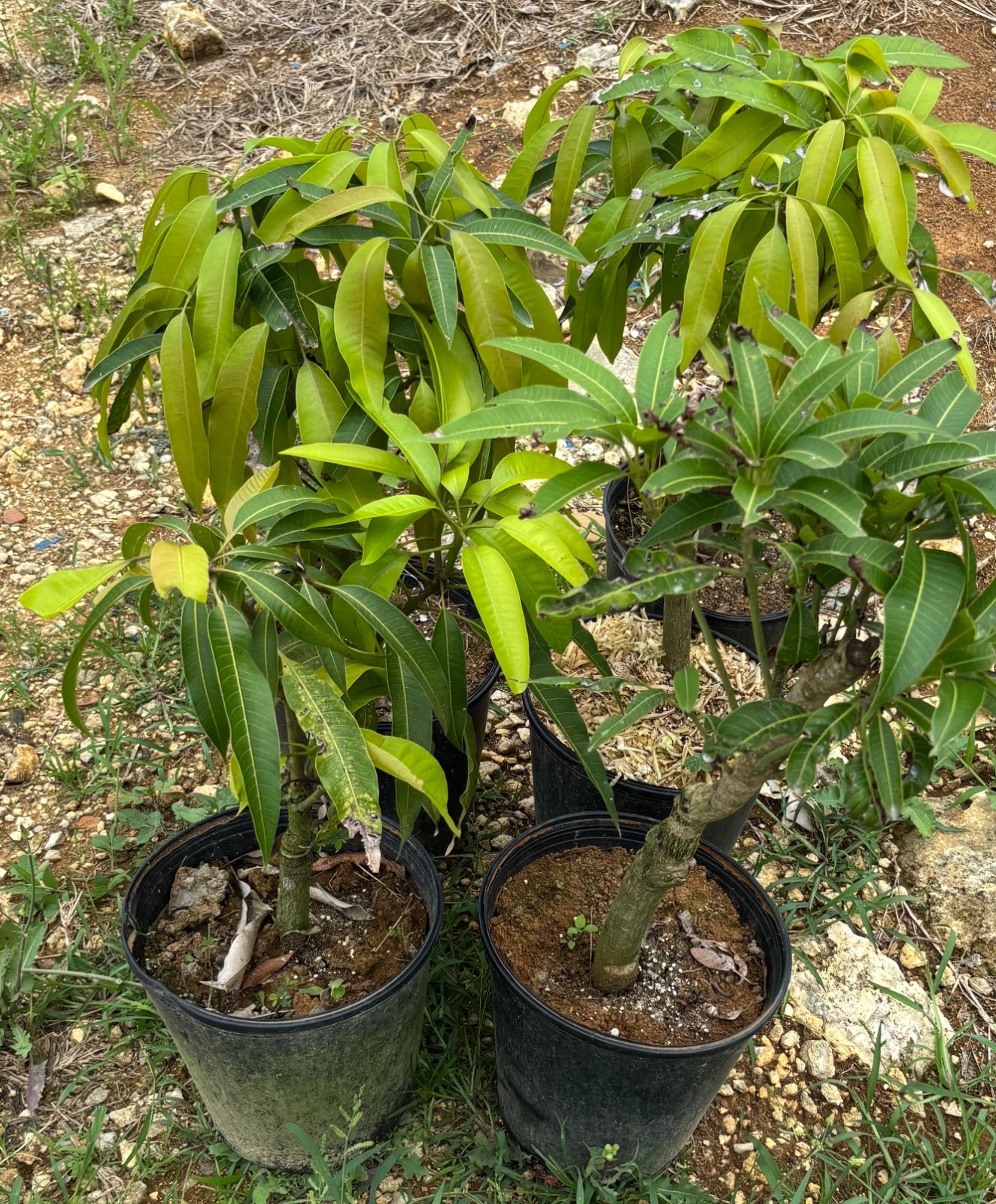 ヤマモモ 中粒 5キロ 新鮮 ヤマモモ 中粒(5キロ) 新鮮 ヤマモモ 中粒(5