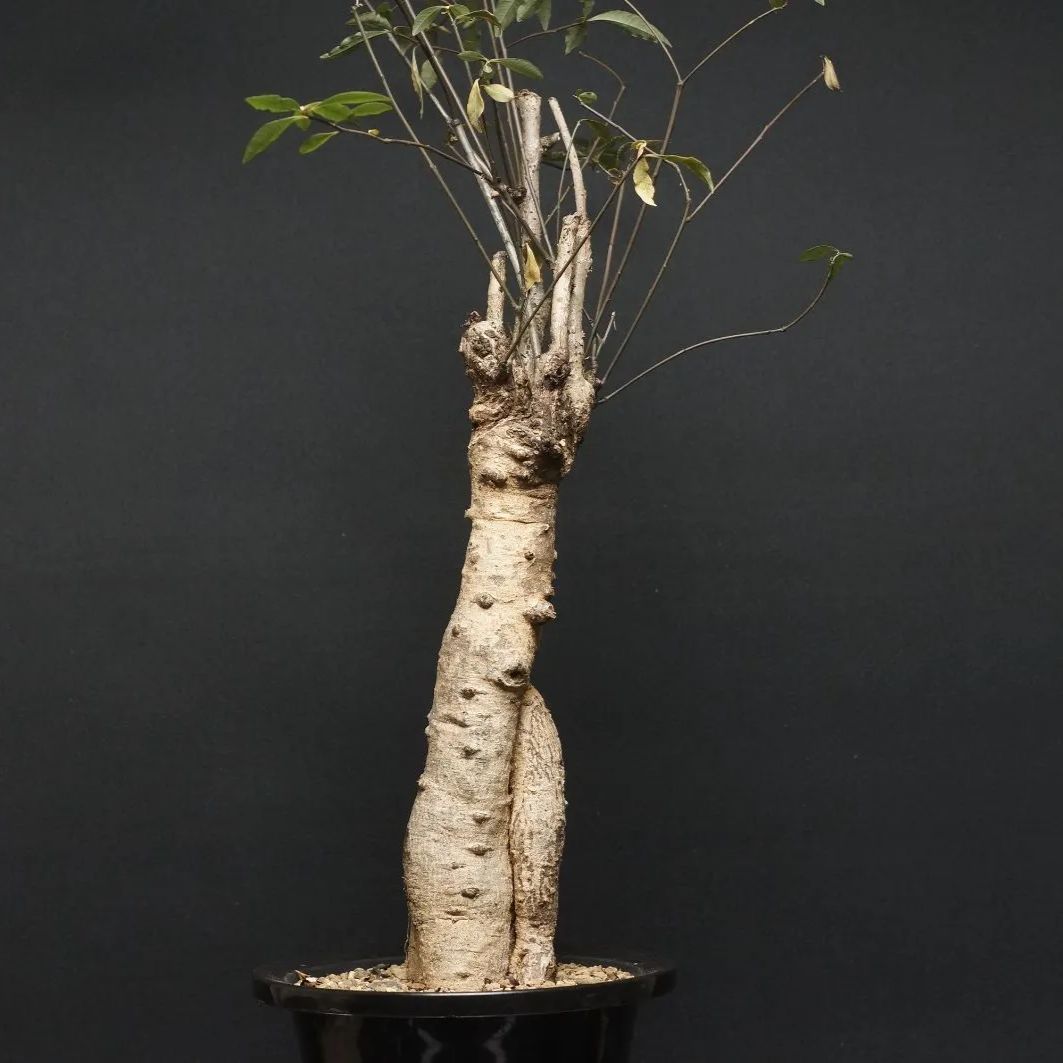 Euphorbia hedyotoides ユーフォルビア ヘディオトイデス 管理2224