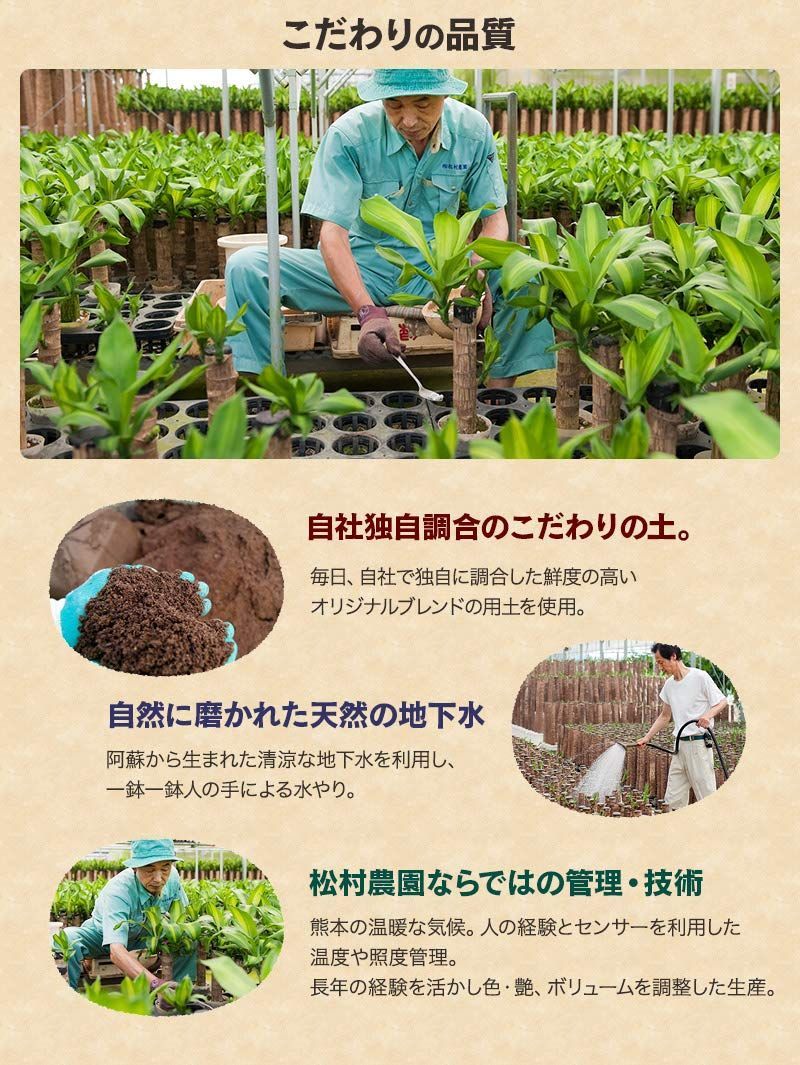 高陶器鉢 入学祝い