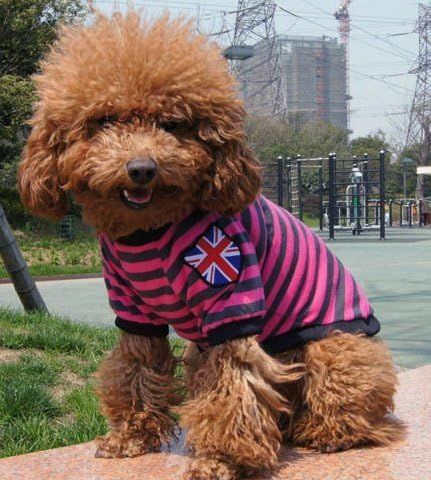 ペット服 ボーダー Tシャツ ウェア 小型犬 中型犬 大型犬 コットン 犬服 可愛い お散歩 冬【ピンクXS】