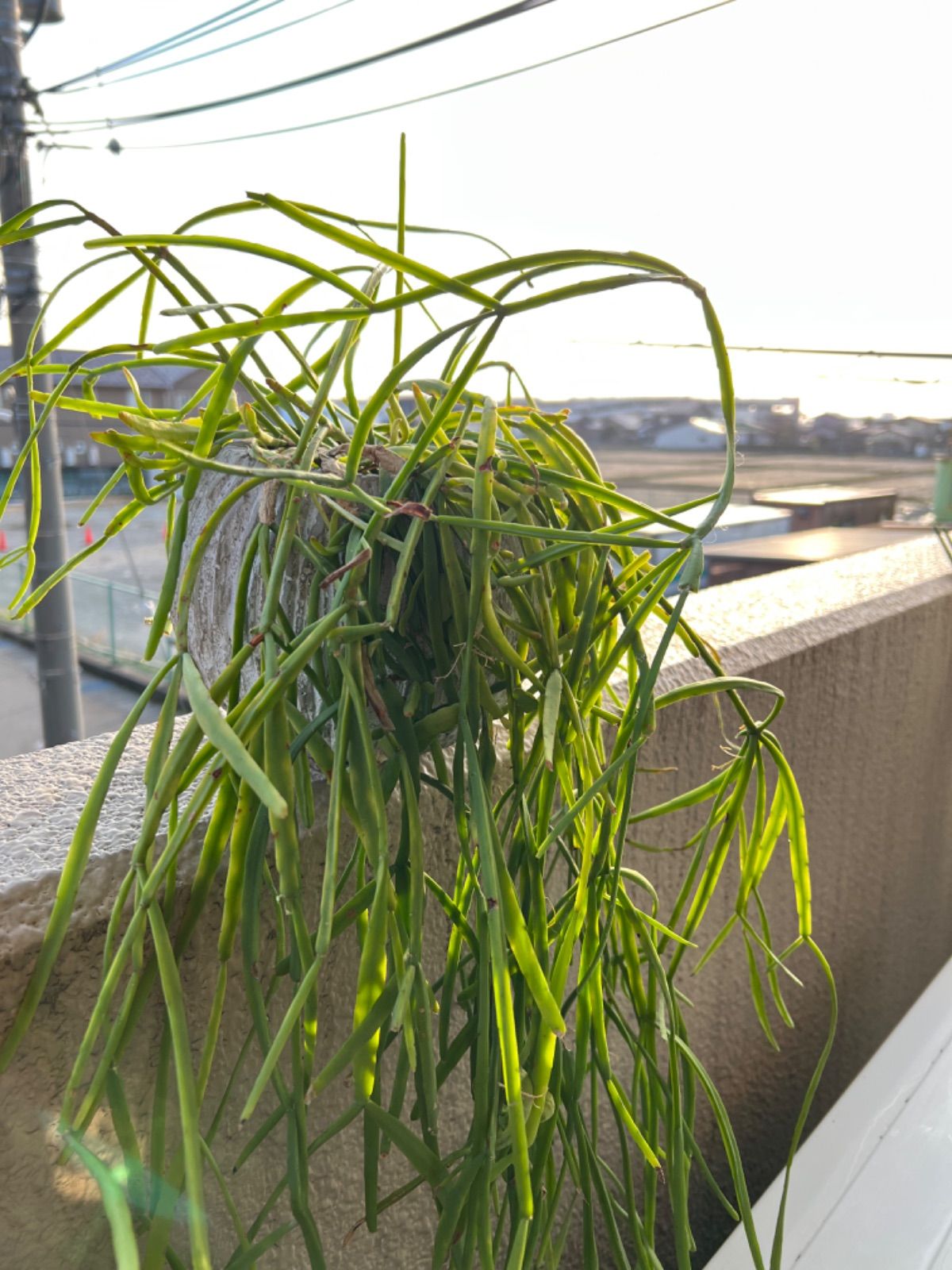 豪華 多肉植物 リプサリス群れ 根あり 抜き苗 植物/観葉植物