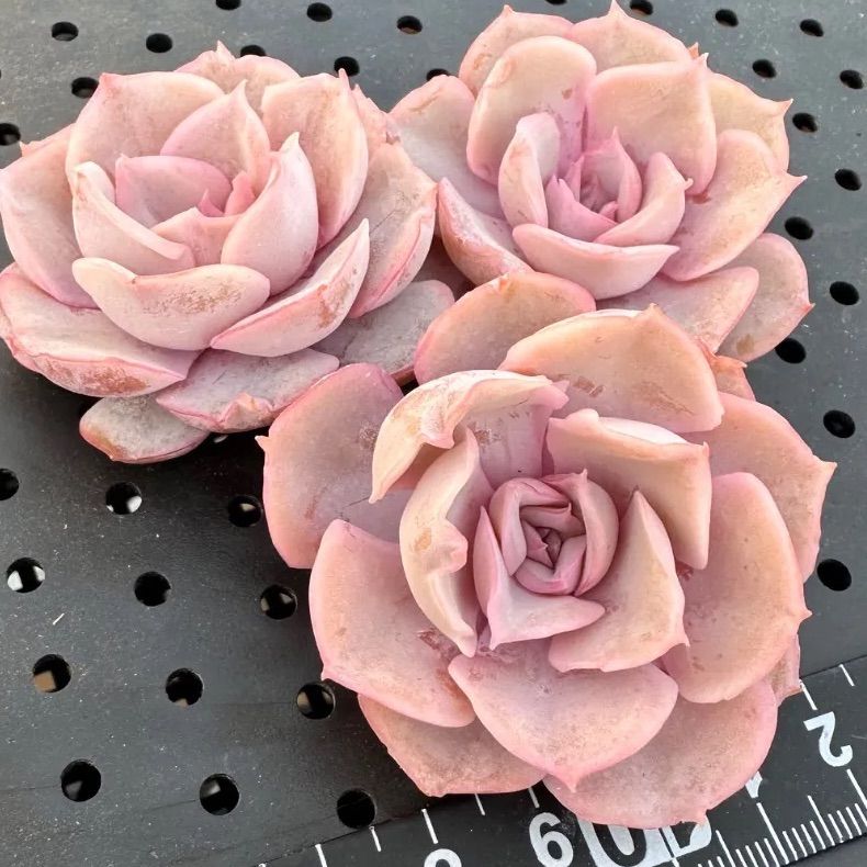 ピンキールミ Pinky rumi エケベリア 韓国苗 多肉植物 新品種 人気