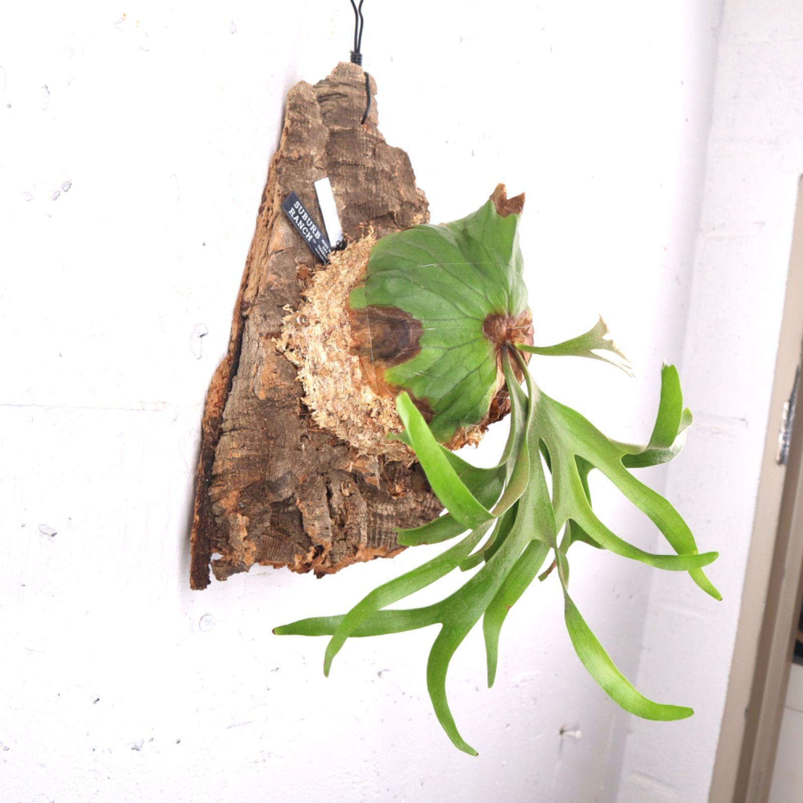 ビカクシダ　コロナリウム〔wihte〕コルク付け2 P. coronarium 'Wai Wai' コロナリウム【vandaka】ビカクシダ