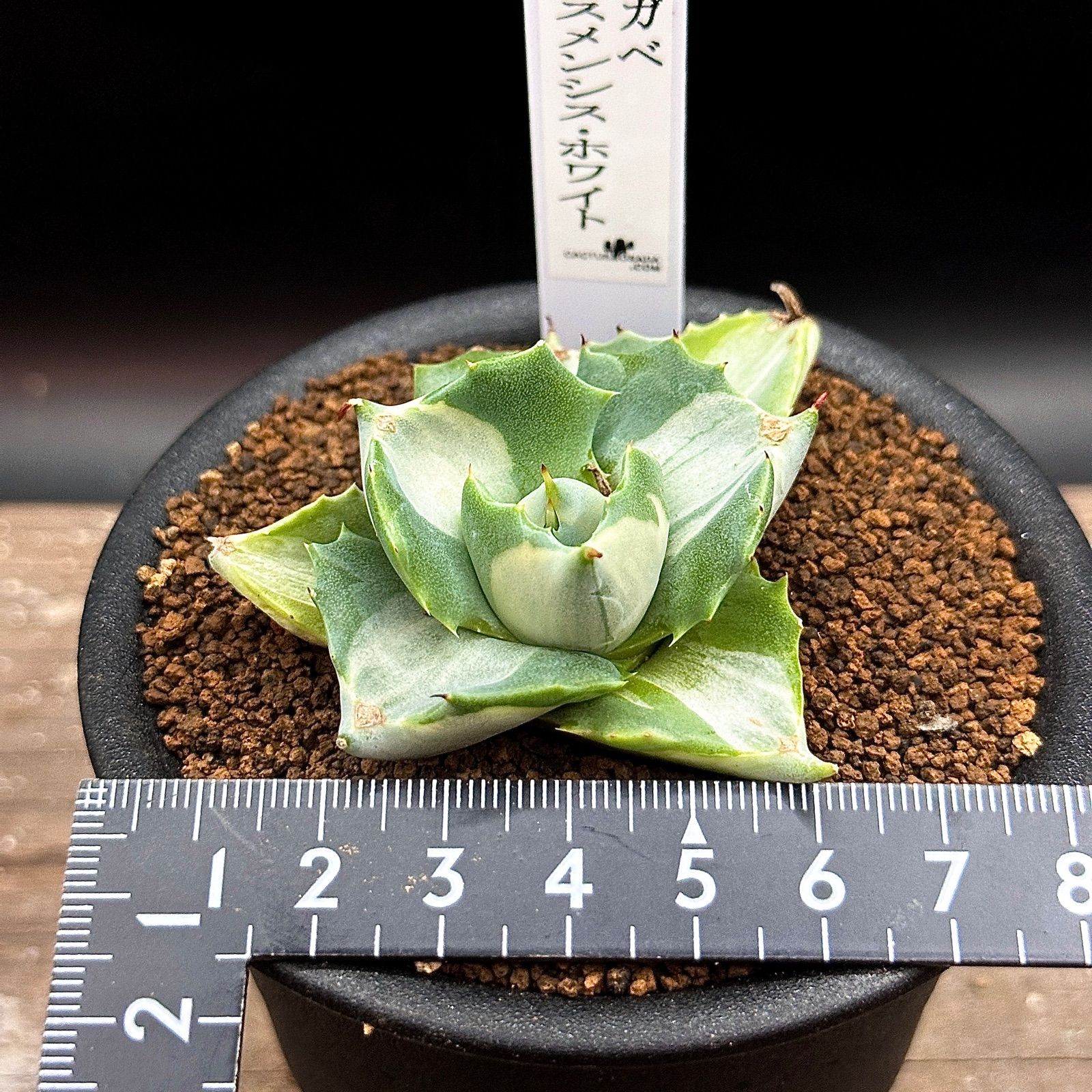 アガベ イシスメンシス ホワイト 抜き苗で発送 2 - メルカリ