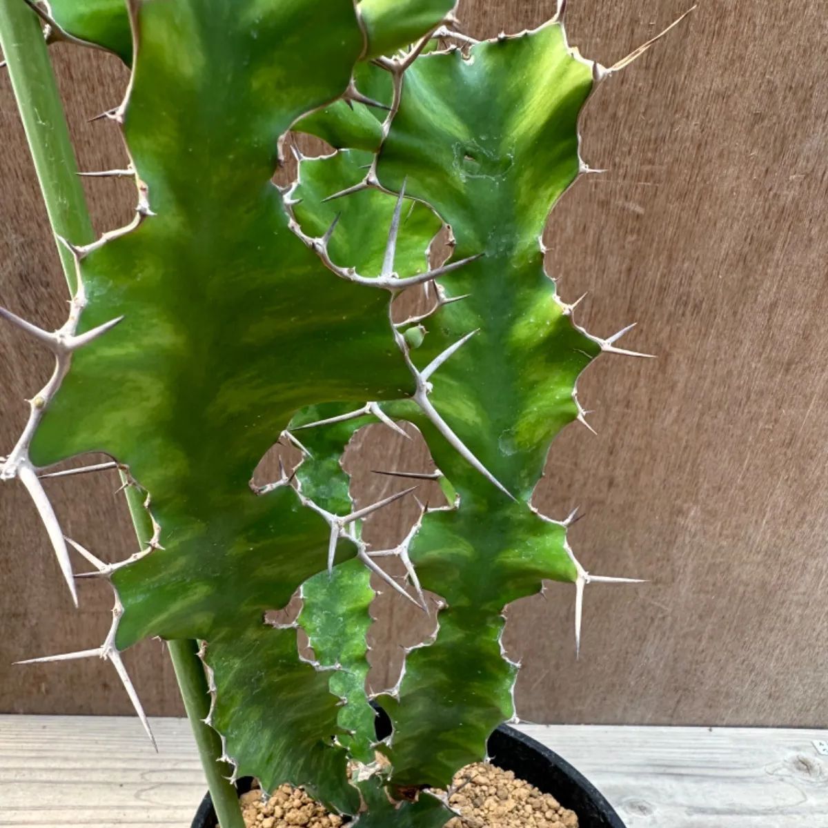 ユーフォルビア オオマトイキリン Euphorbia triangularis