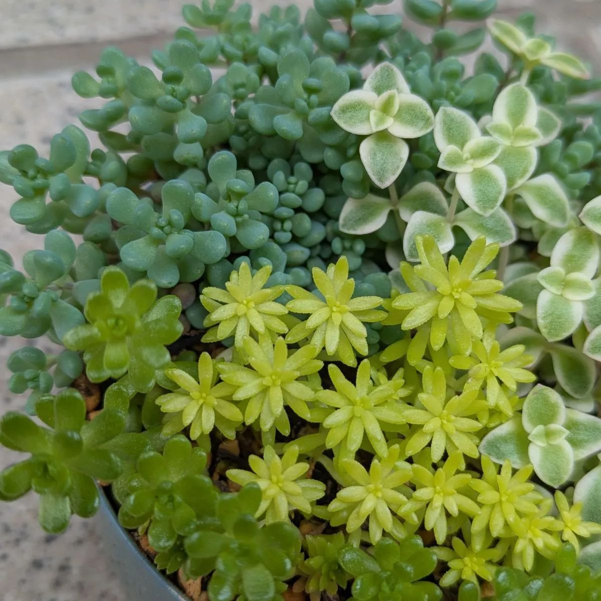 多肉植物 セダム寄せ植えセット 8.5センチ缶 抜き苗 セダムのちいさな