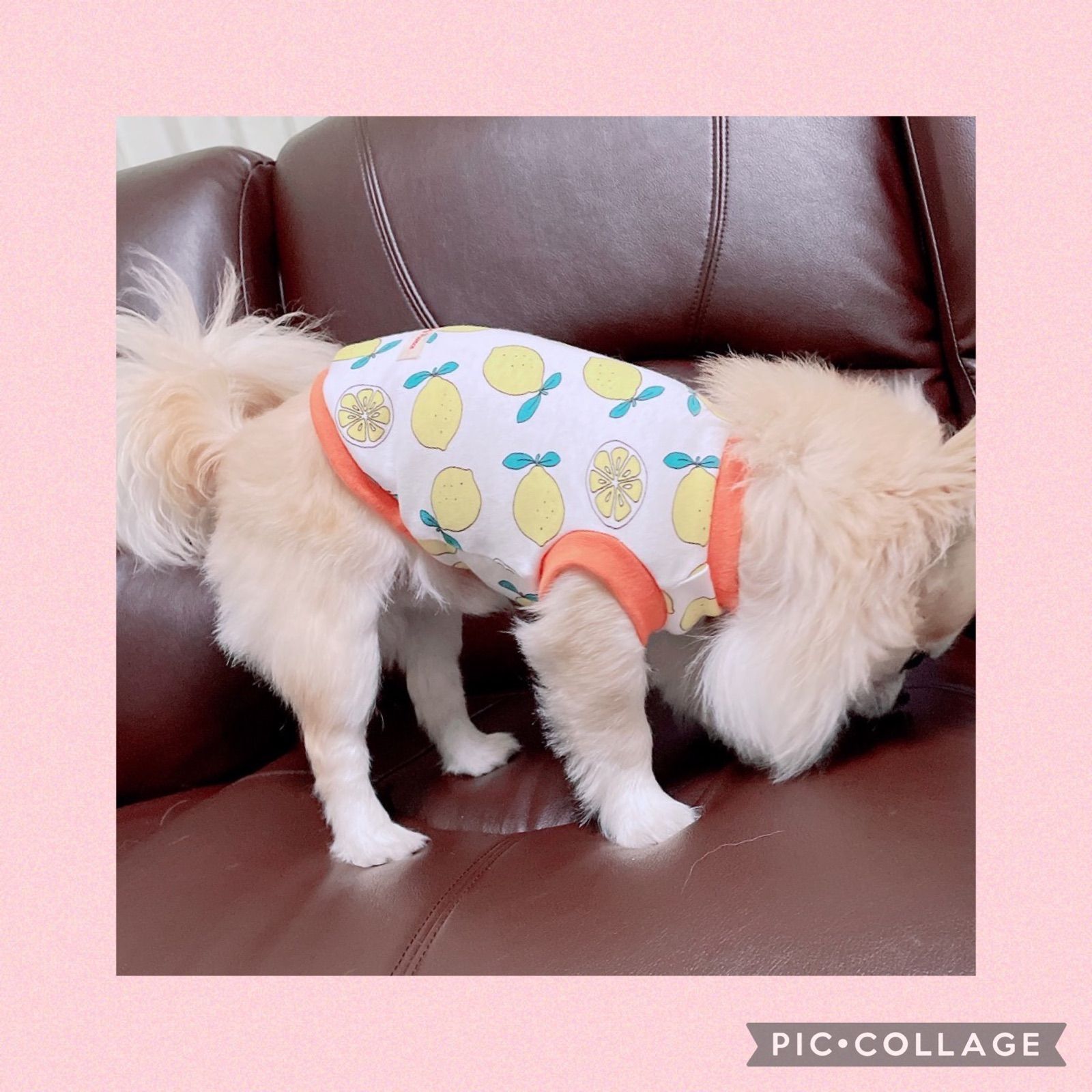 わんこ服 ハンドメイド ハギレシリーズ復活♪Sサイズ 【公式通販】