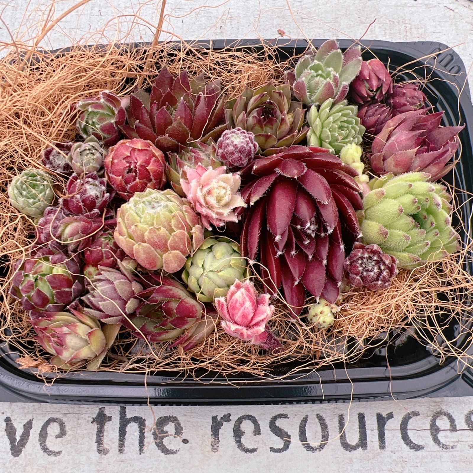 センペルビウム 寄せ植えセット - メルカリ