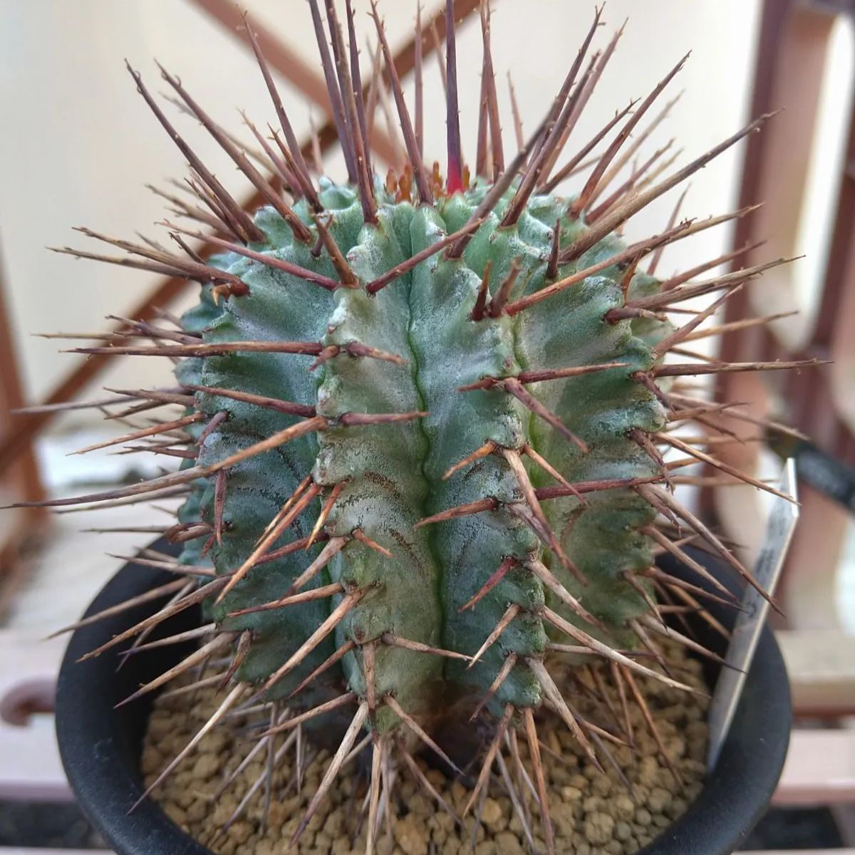 ユーフォルビアホリダ White zebra S胴太 選抜 大きめサイズ