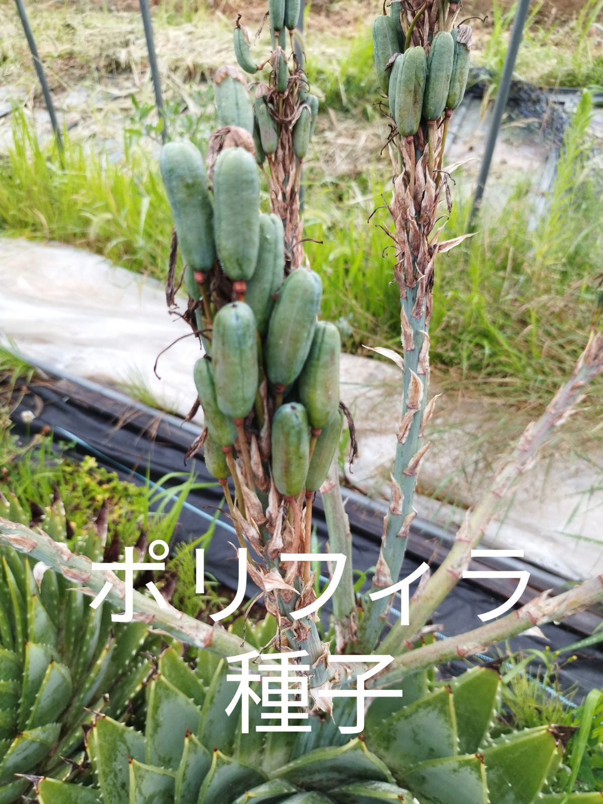 Aloe polyphylla アロエ ポリフィラ種子 45粒 2024年7月採種