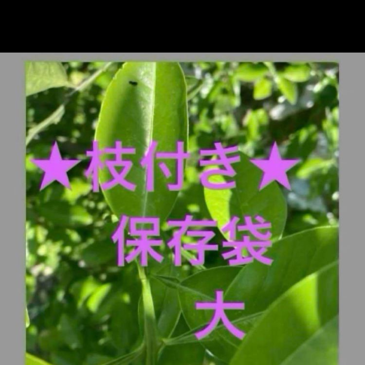無農薬みかんの葉☆アゲハ幼虫の餌☆大 - メルカリ