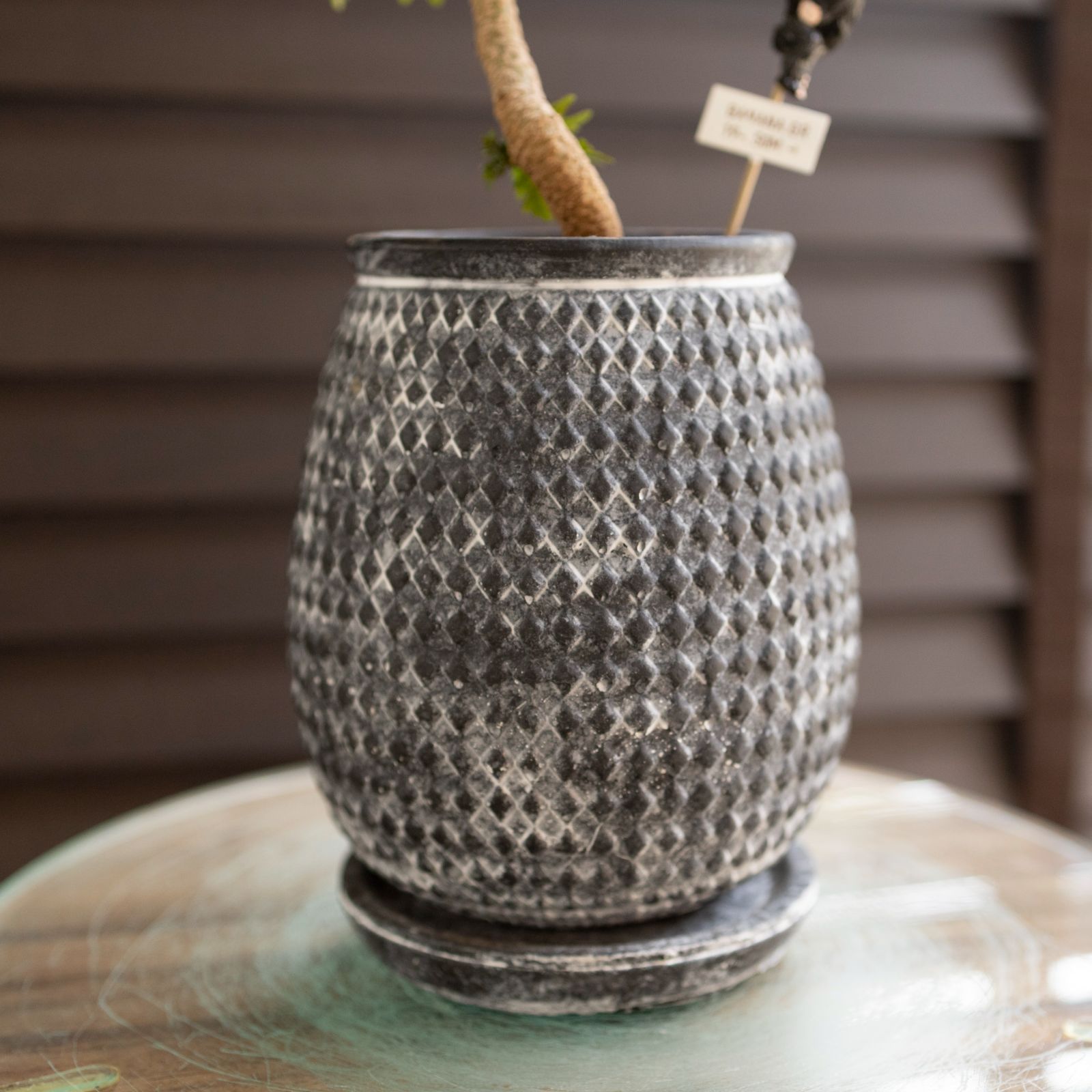 盆栽 エバーフレッシュ 曲がり仕立て 3号陶器鉢 Ever fresh BONSAI