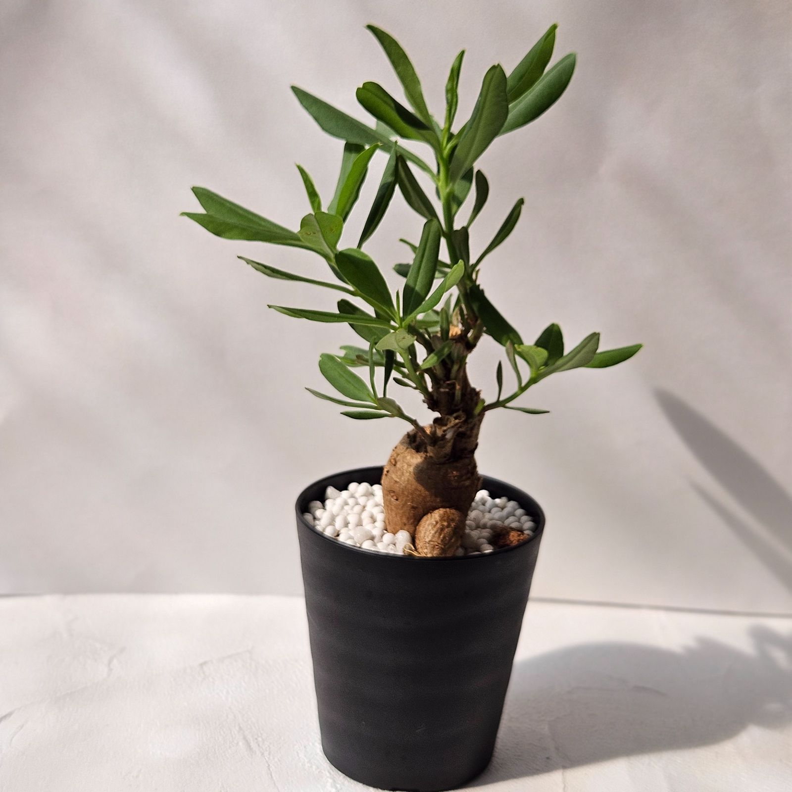 タリナム パニクラーツム 〛Talinum​ Paniculatum 発芽済 塊根植物