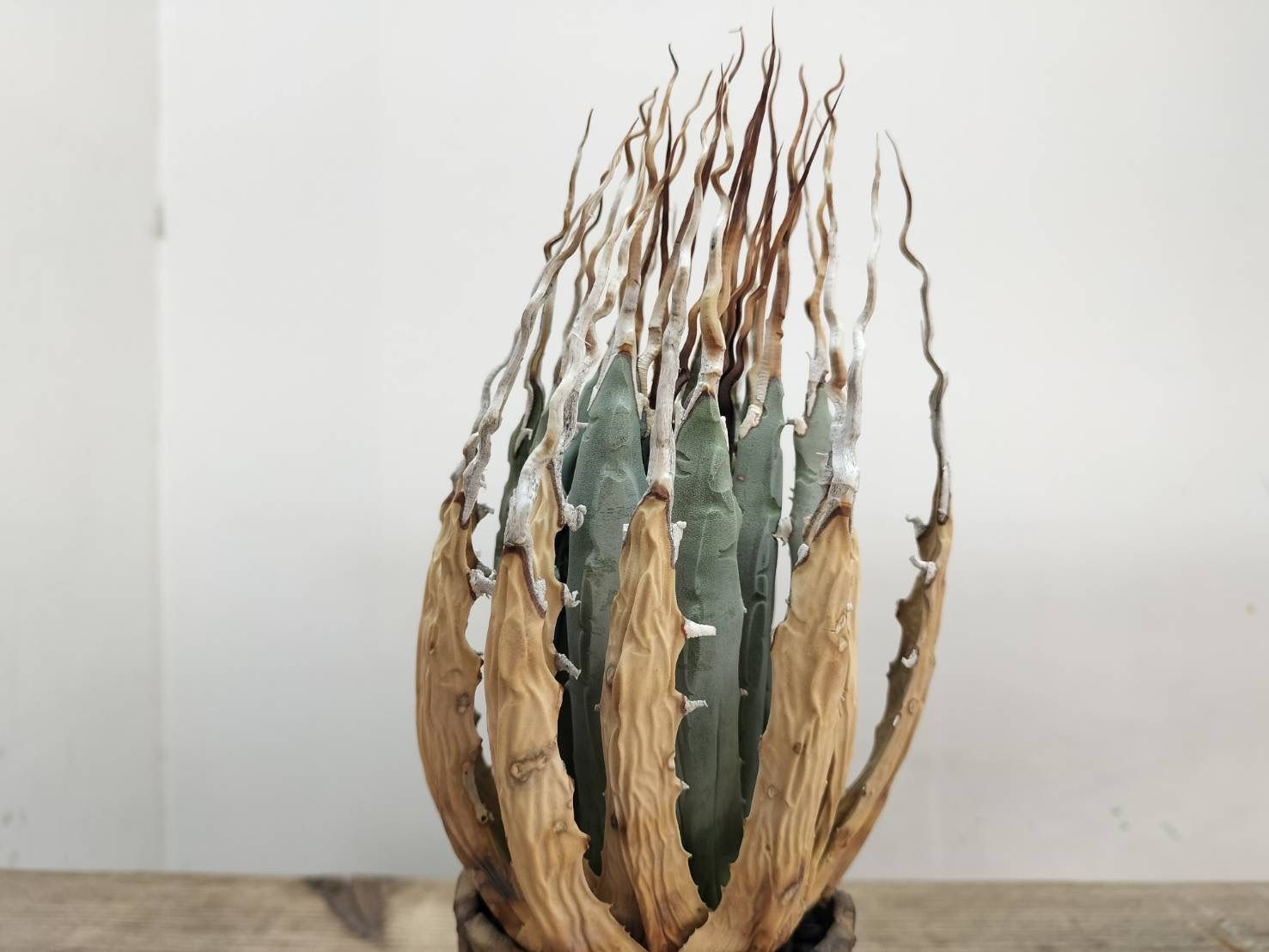 ♦︎コレクション株♦︎ アガベ ユタエンシス エボリスピナ 【作家鉢