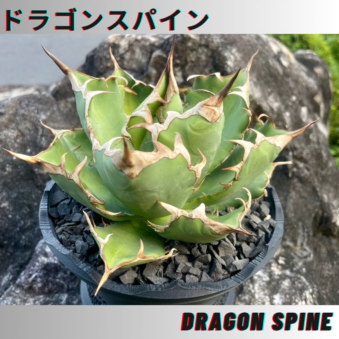 アガベ チタノタ ドラゴンスパイン 大株 アガベ チタノタ 