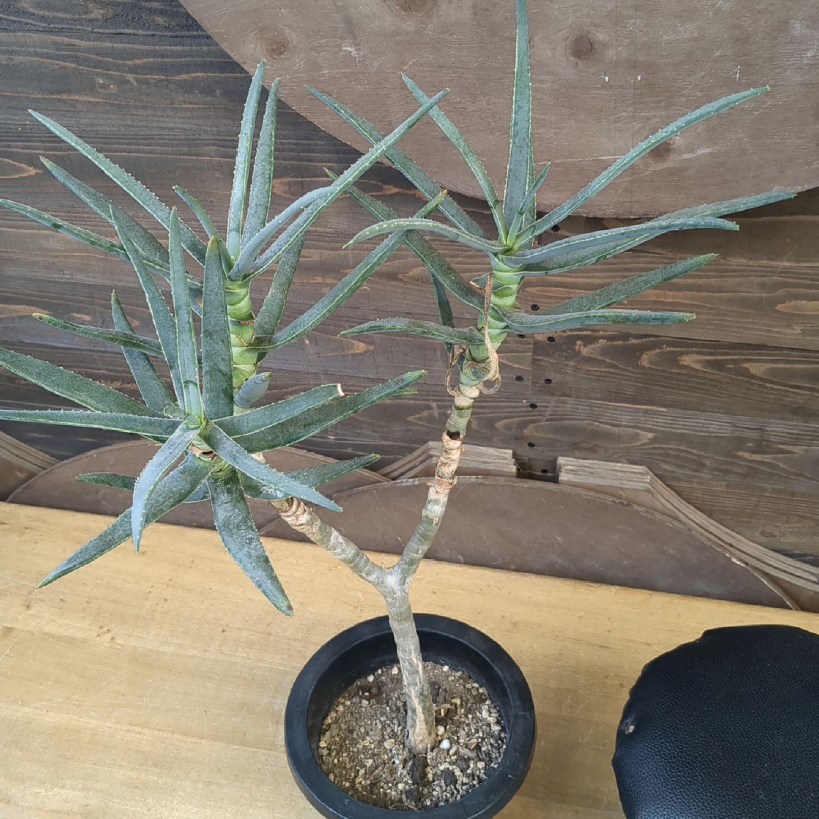 ハビタットスタイル ラモシシマ 鉢のまま発送 ハビタットスタイル ラモシシマ 鉢のまま発送