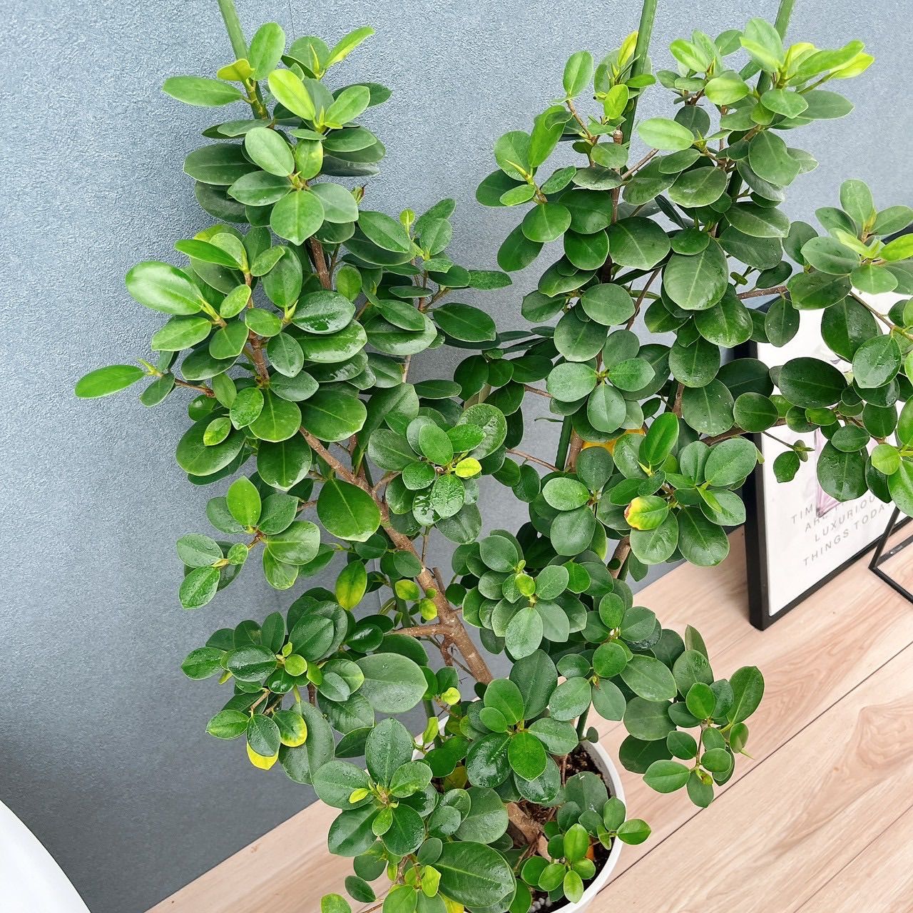 現品］【希少】12番 パンダガジュマル 8号 観葉植物 室内 レア