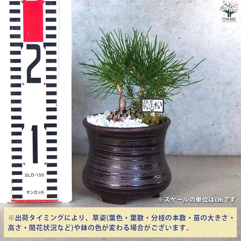 【新品未使用】ITANSE 迎春ぼっくり松 風月黒鉢 白土1個売り【品種で選べる盆栽】松ぼっくりから発芽した苗を盆栽仕立に 0 - メルカリ