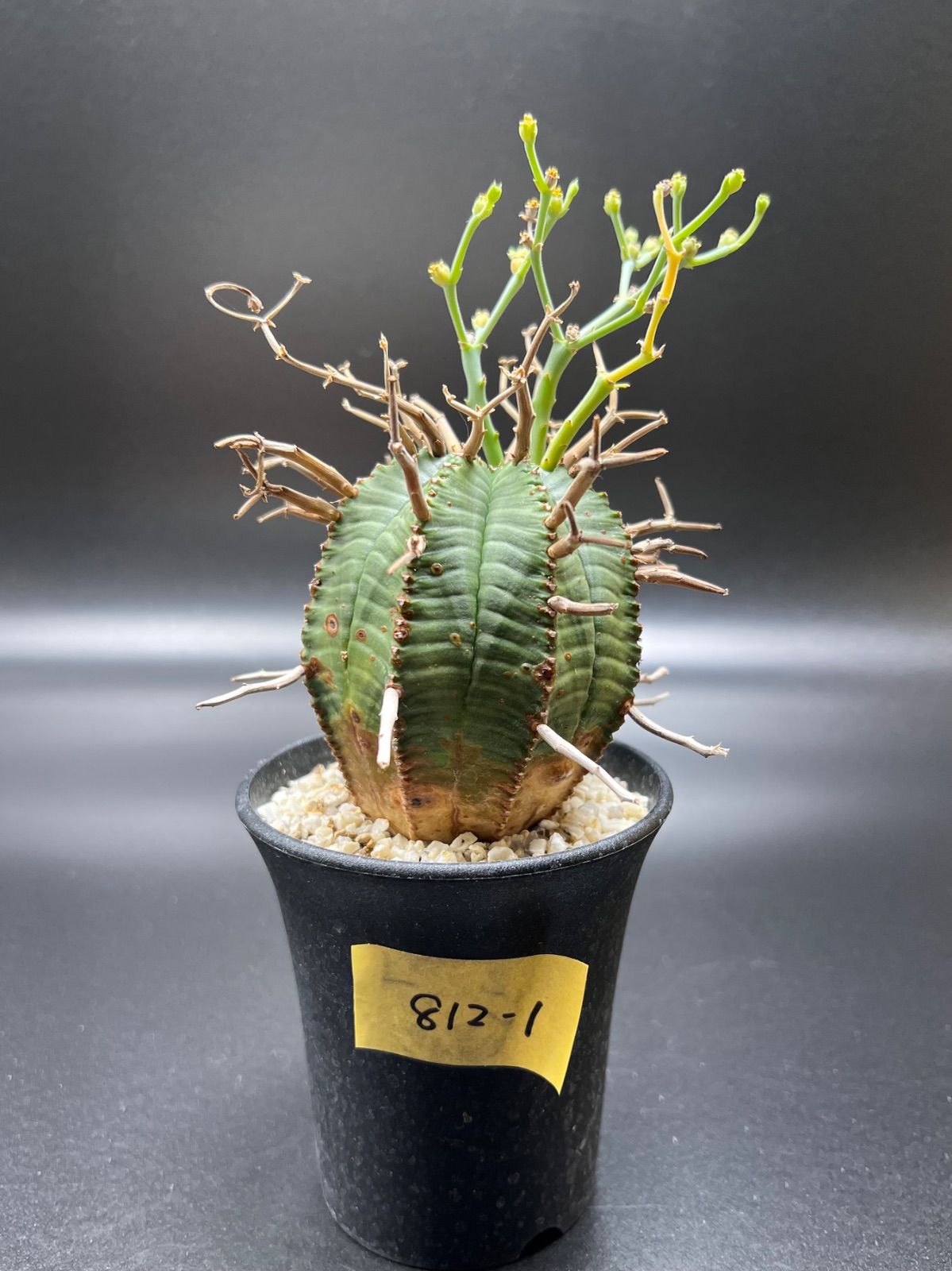 ユーフォルビアスーパーバリダ ユーフォルビア バリダ