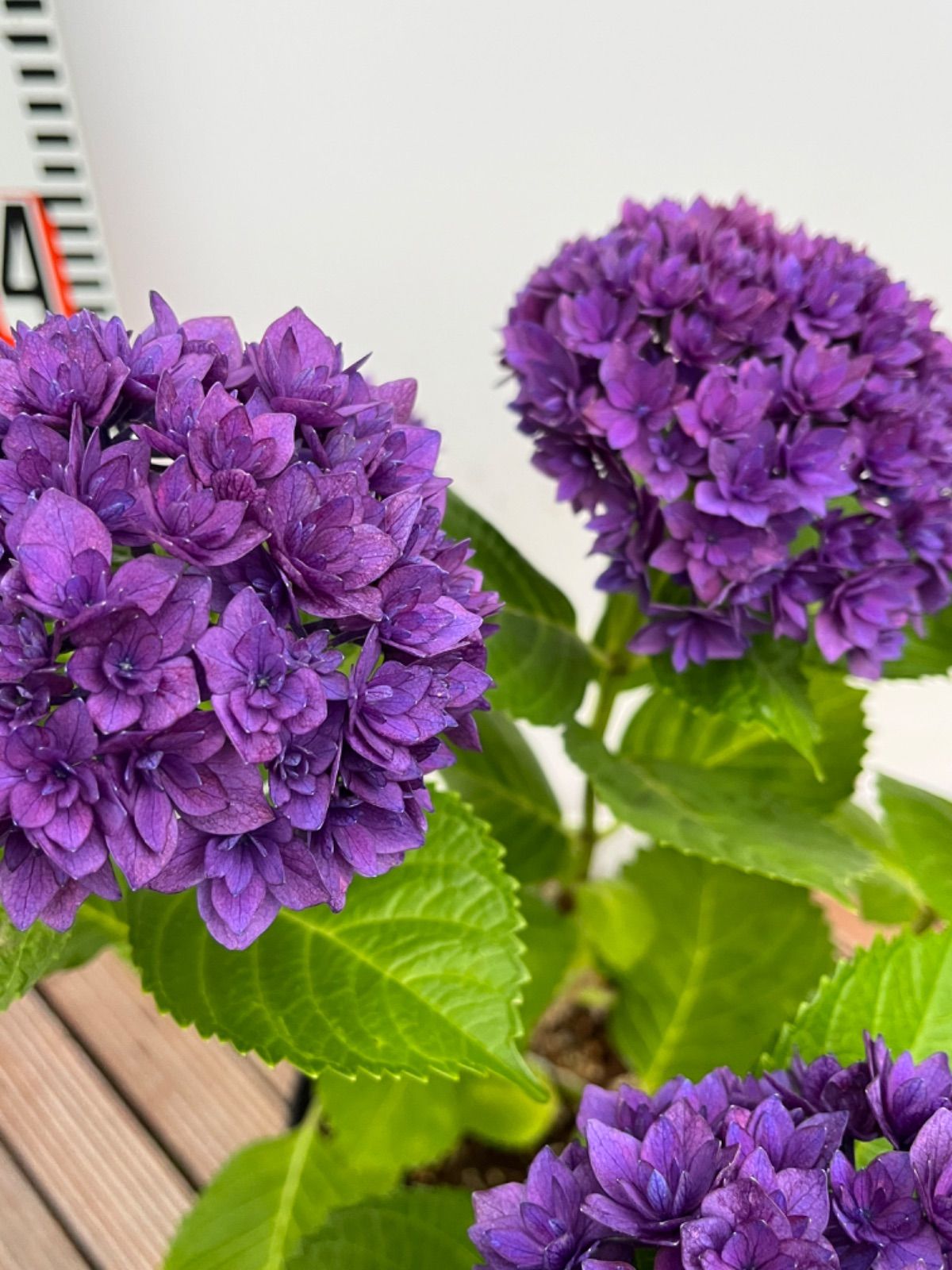 アジサイ苗木 鬼ヶ島5.5号 KAMOセレクション - メルカリ