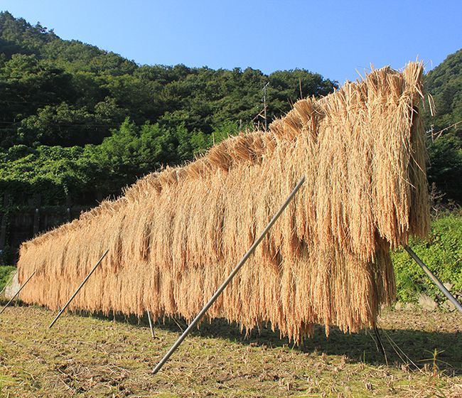 農薬８割減】天日干し はざかけ コシヒカリ 山梨産【白米・七分・玄米