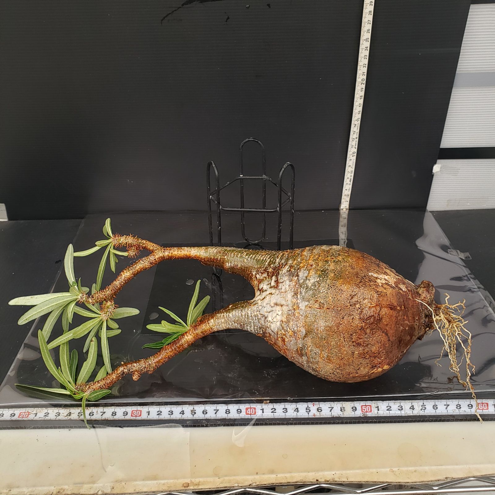 h*a様 パキポディウム・グラキリス　現地球　タイムセール パキポディウム グラキリス 現地球