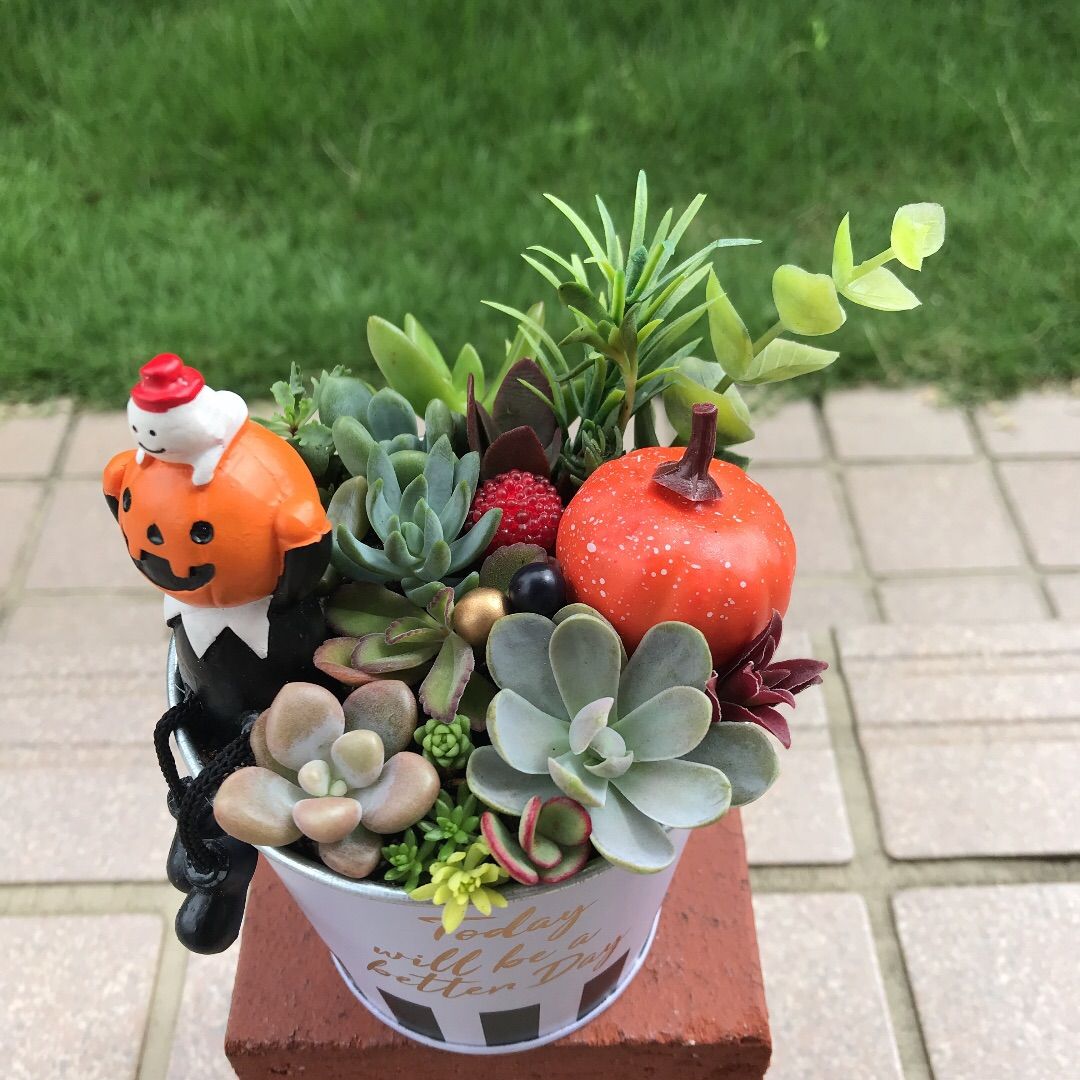 ♡そのまま飾れる♡ハロウィンの多肉植物寄せ植え