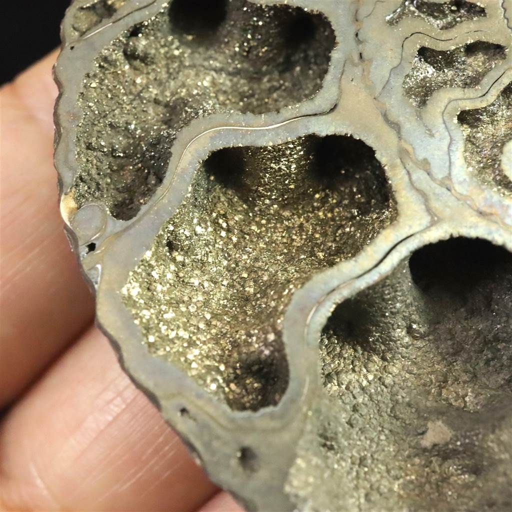 ロシア産 アンモナイト パイライト 化石 70mm 36.9g 【榎本通商55206