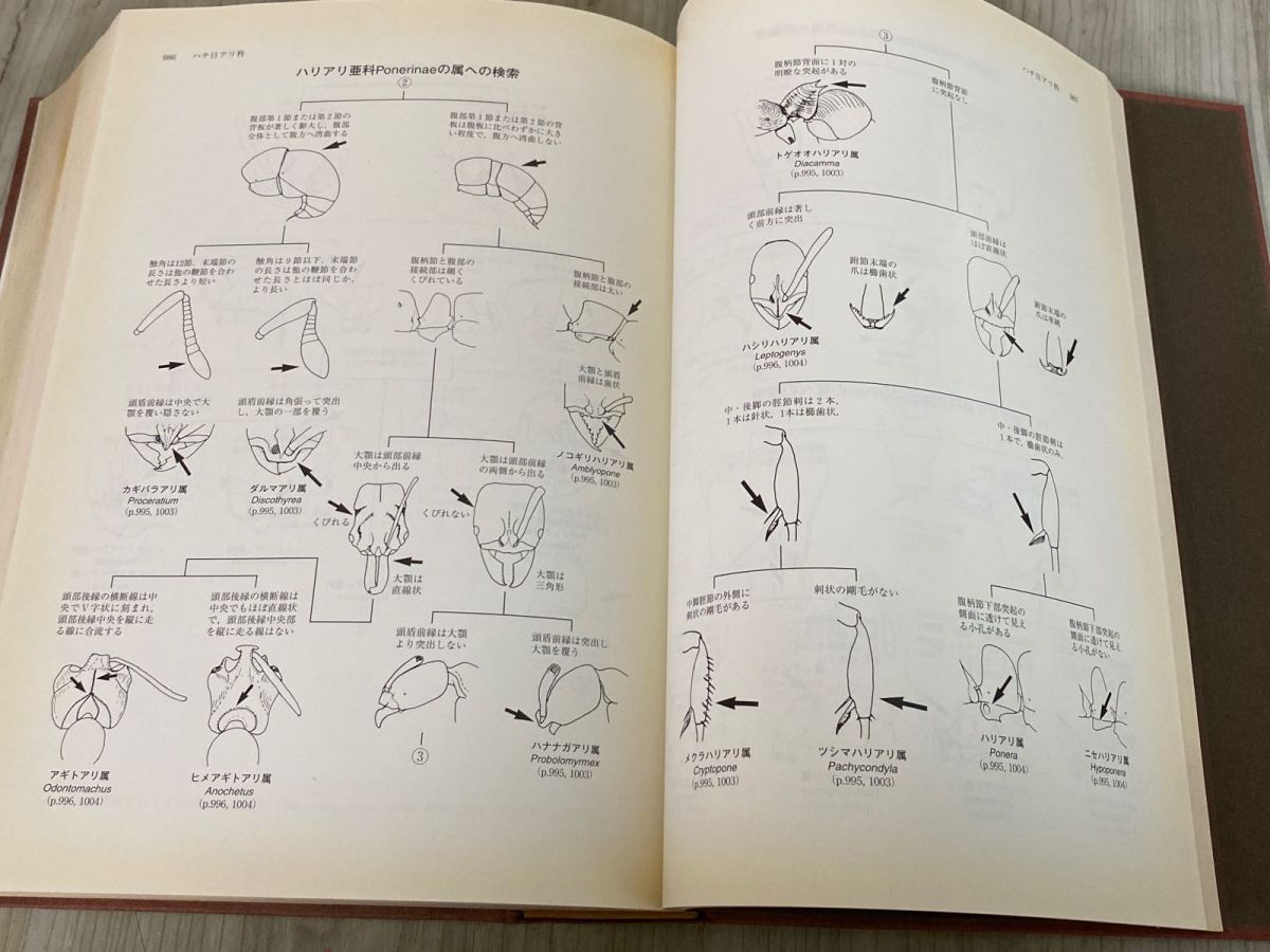 3-#日本産土壌動物 分類のための図解検索 青木淳一 1999年 平成11年 2月 東海大学出版会 カバー欠 - メルカリ