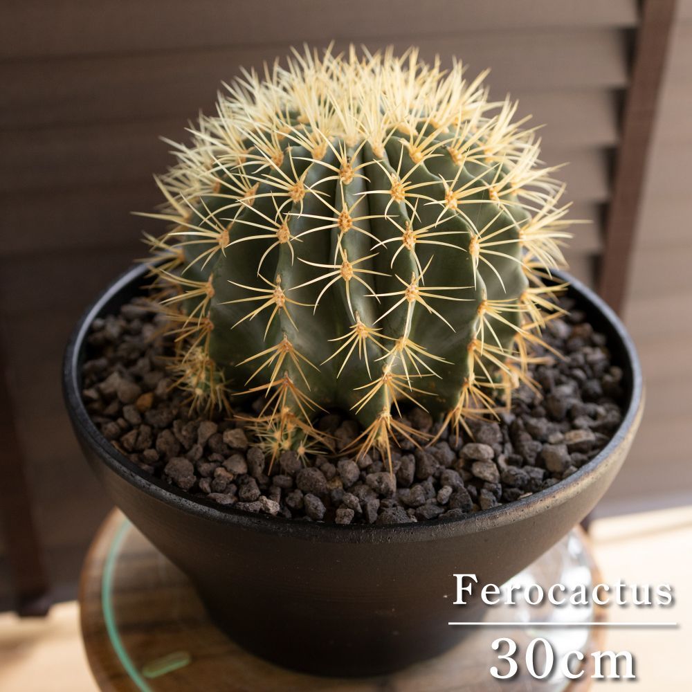 子株付き 30cm 王冠竜 フェロカクタス ブルーバレルカクタス サボテン 10号 ドライガーデン 1011BK