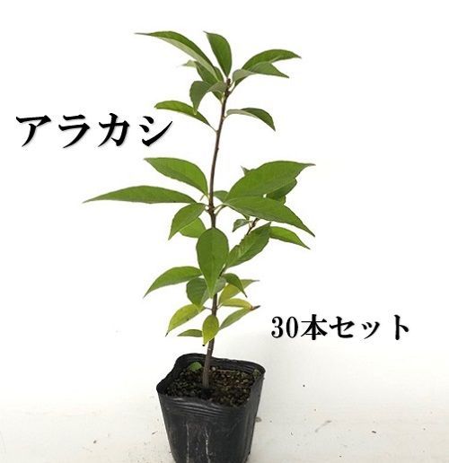 30本セット アラカシ樹高0.3m前後10.5cmポット