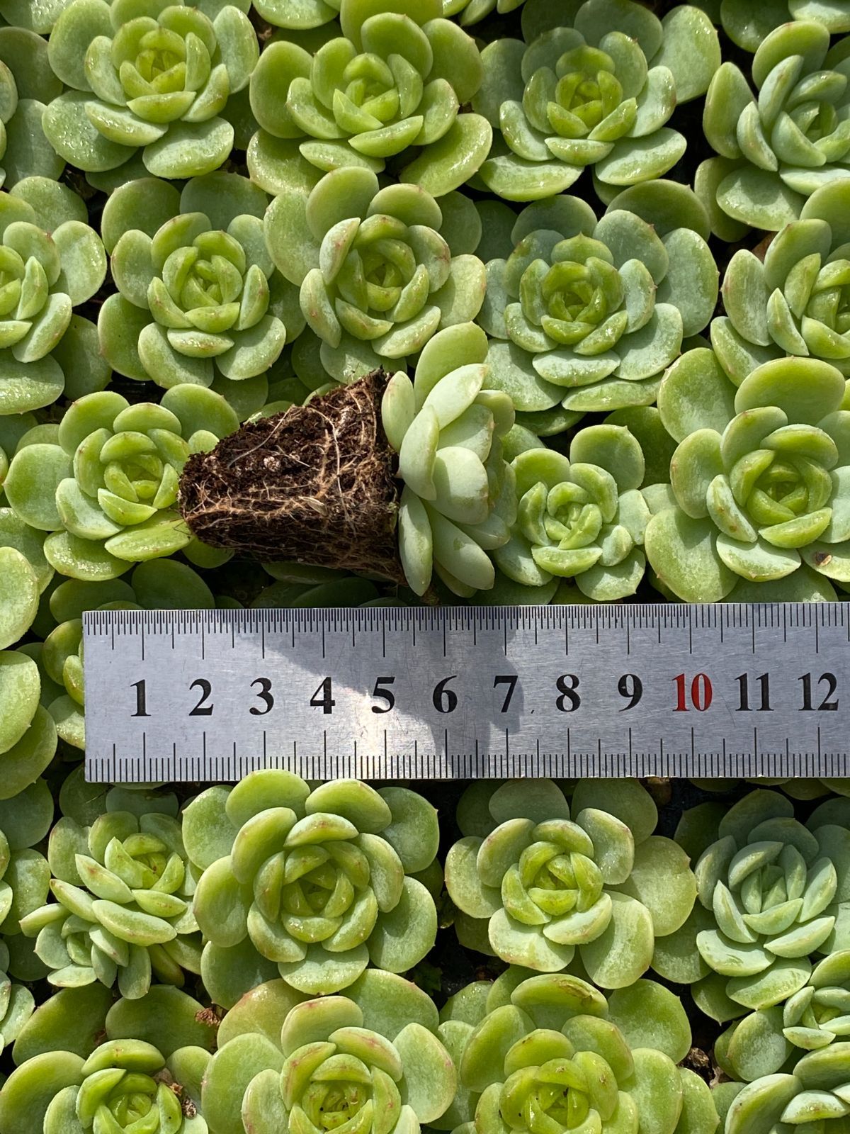 新発売 XQS129 ベビーグリーン 105苗セット 土と根付き 多肉植物