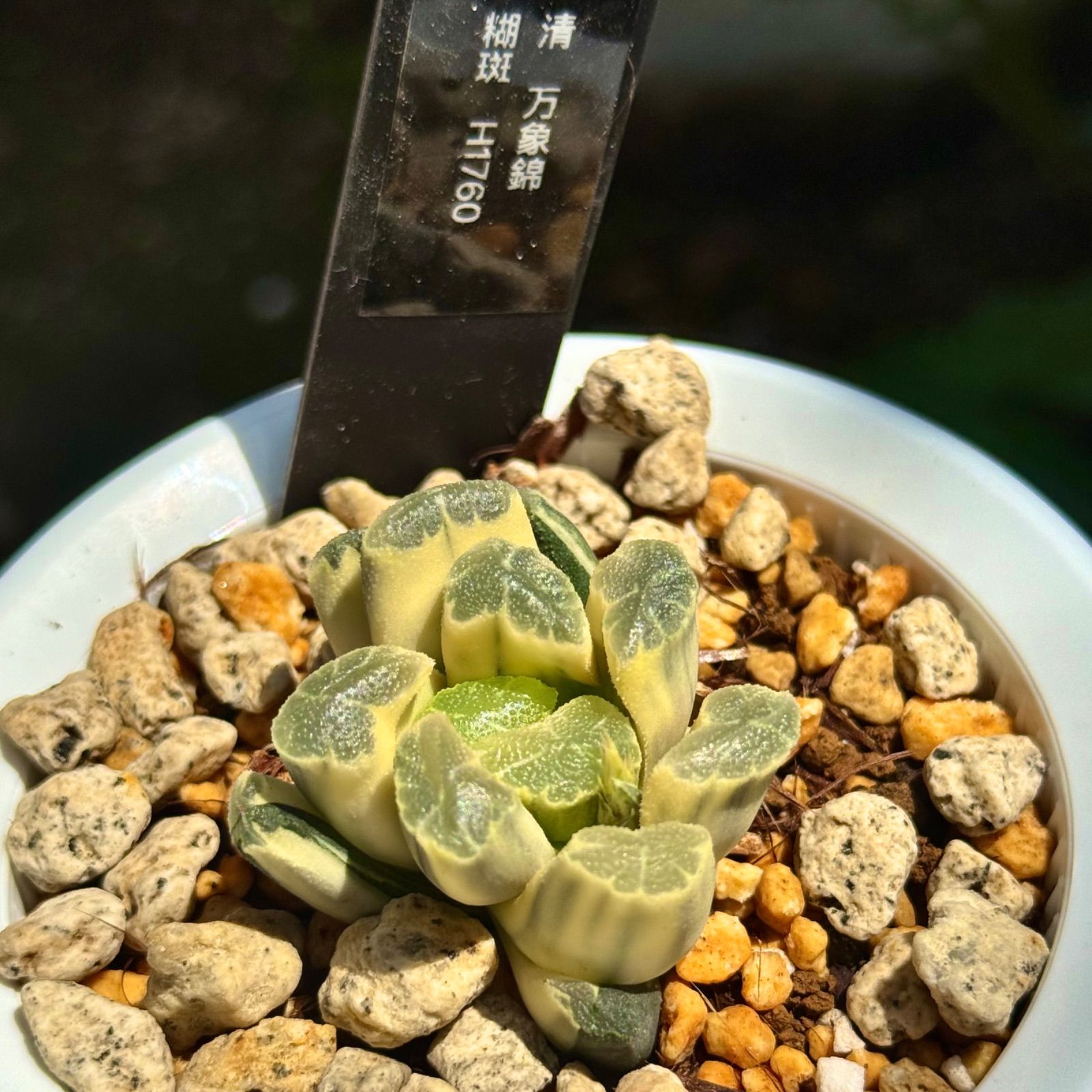 清 万象錦