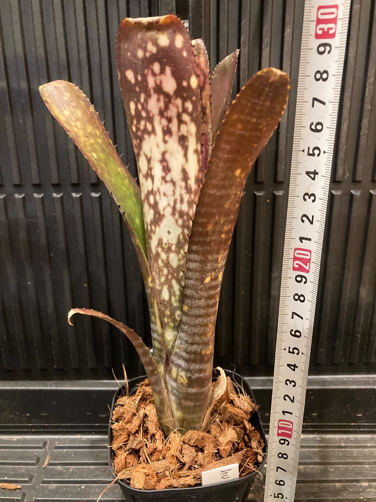 ビルベルギア Billbergia Hana Hou