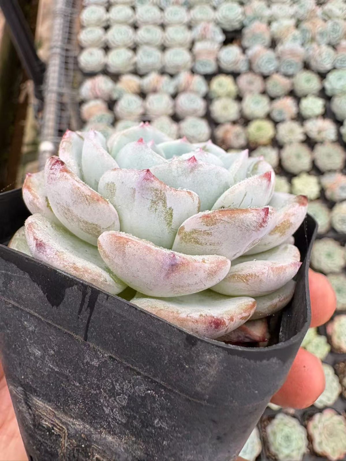 50株の抜き苗セット】ホワイト蓮 多肉植物 佐川急便発送