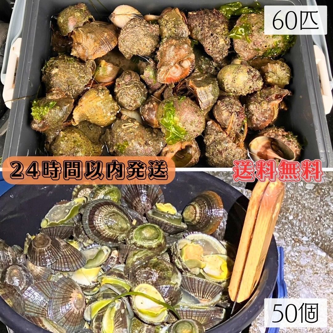 冷凍ヤドカリ60個 冷凍マツバ貝50個 石鯛 黒鯛 釣り餌 - メルカリ