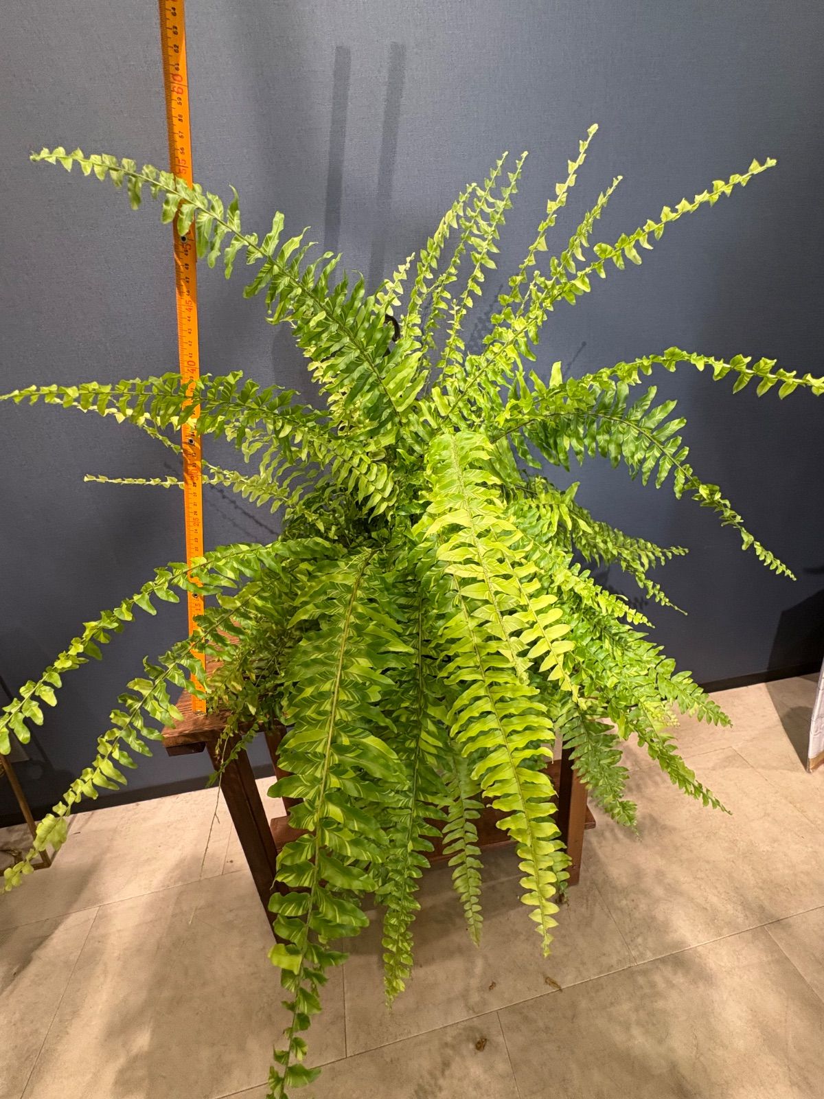 中型 ソテツ テラコッタ鉢 中型 ソテツ テラコッタ鉢 中型 ソテツ テラコッタ鉢 テラコッタ植木鉢