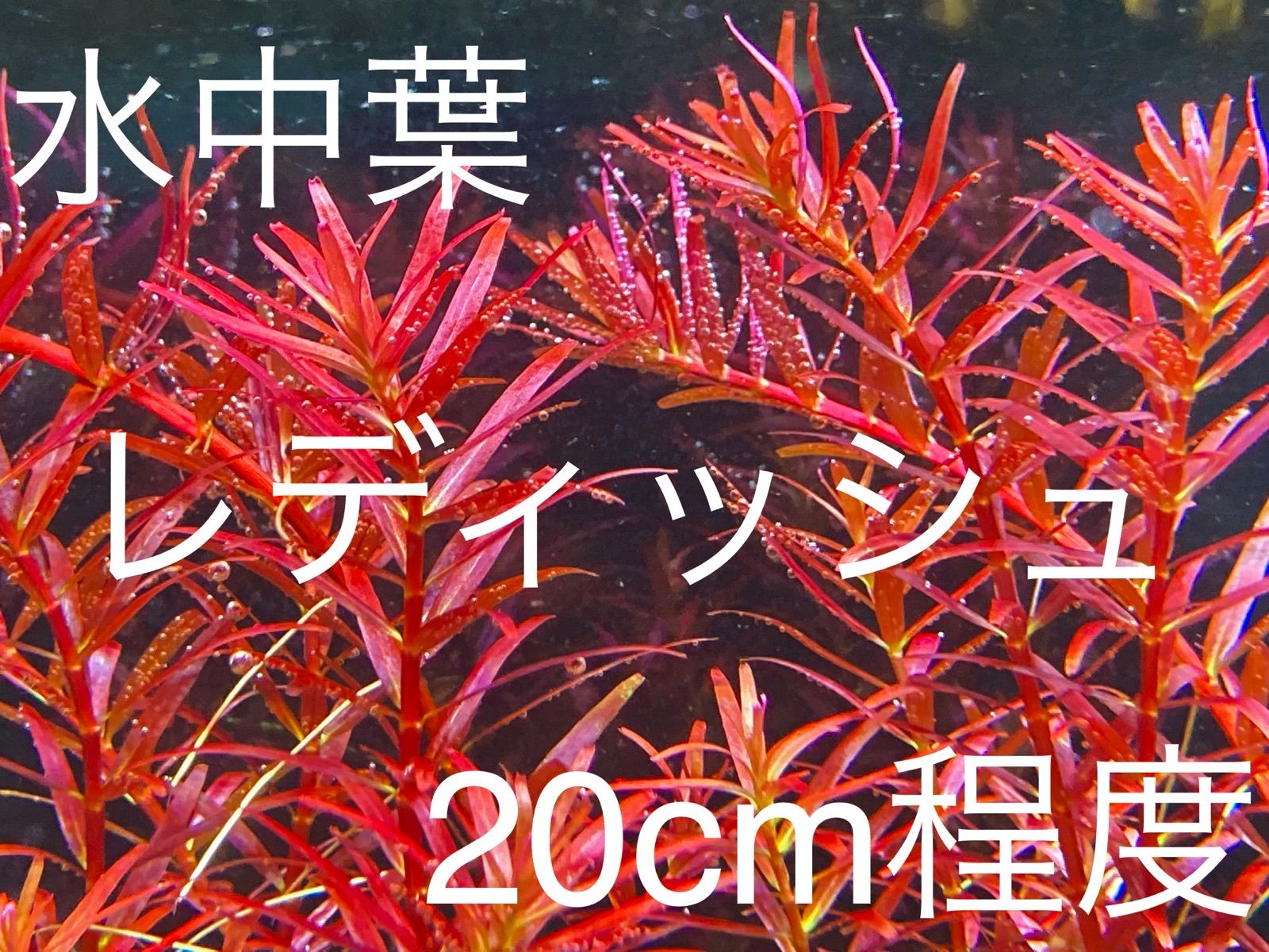 水草 水中葉 ロタラレディッシュ 無農薬 郵送 - 水草