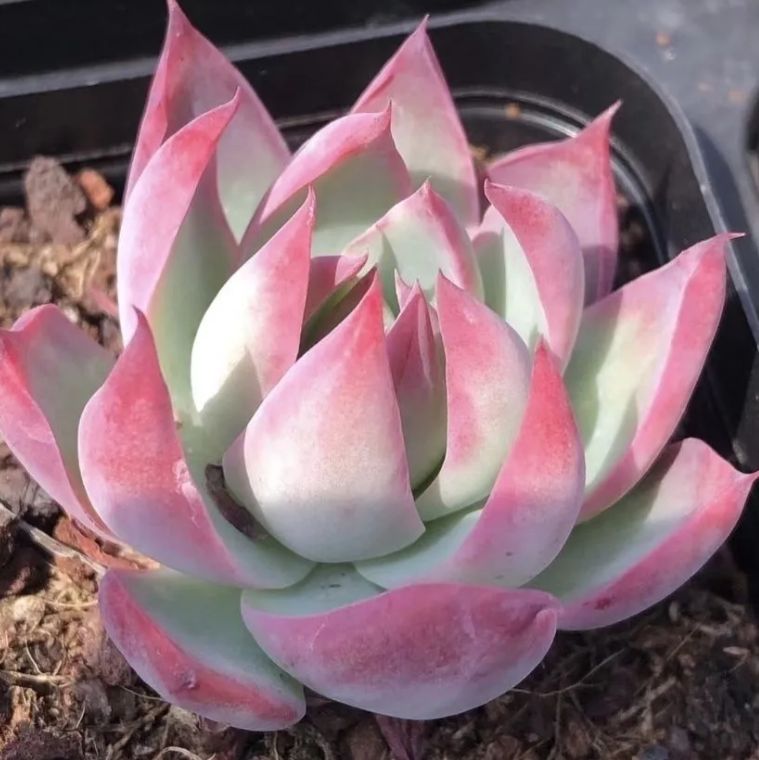 3株の抜き苗セット】けいこうのせんにょ 多肉植物 佐川急便発送