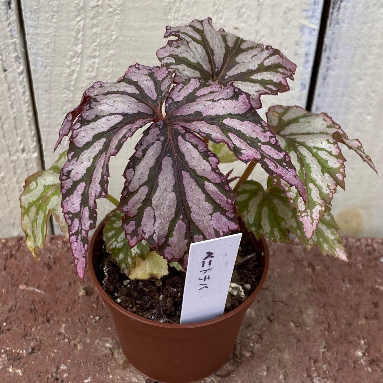 観葉植物 少しレア レックスベゴニア シルバーメイプル