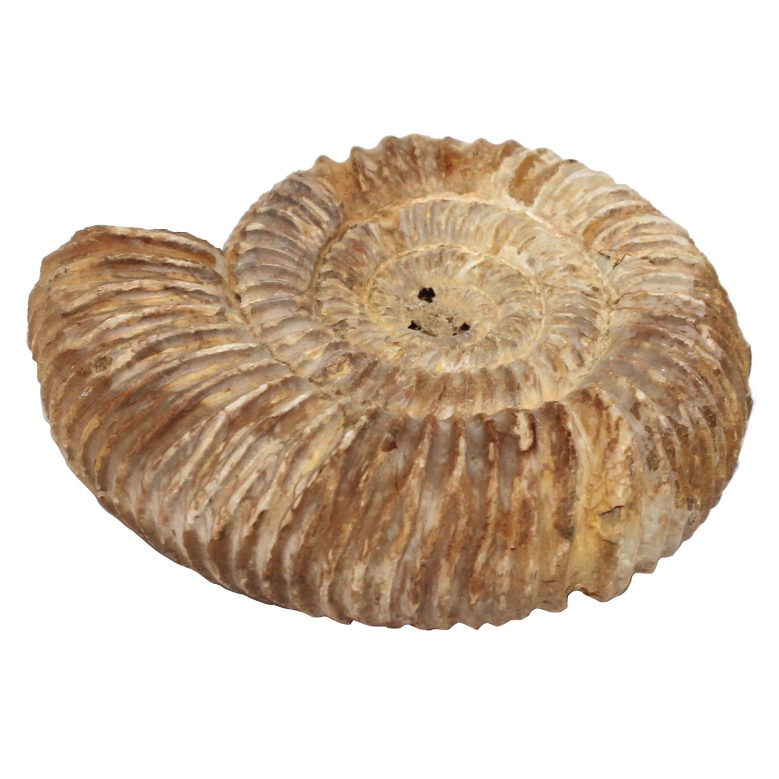 マダガスカル産 アンモナイト 化石 鉱物標本 マダガスカル産 アンモナイト（カット） | 鉱物標本,その他の鉱物