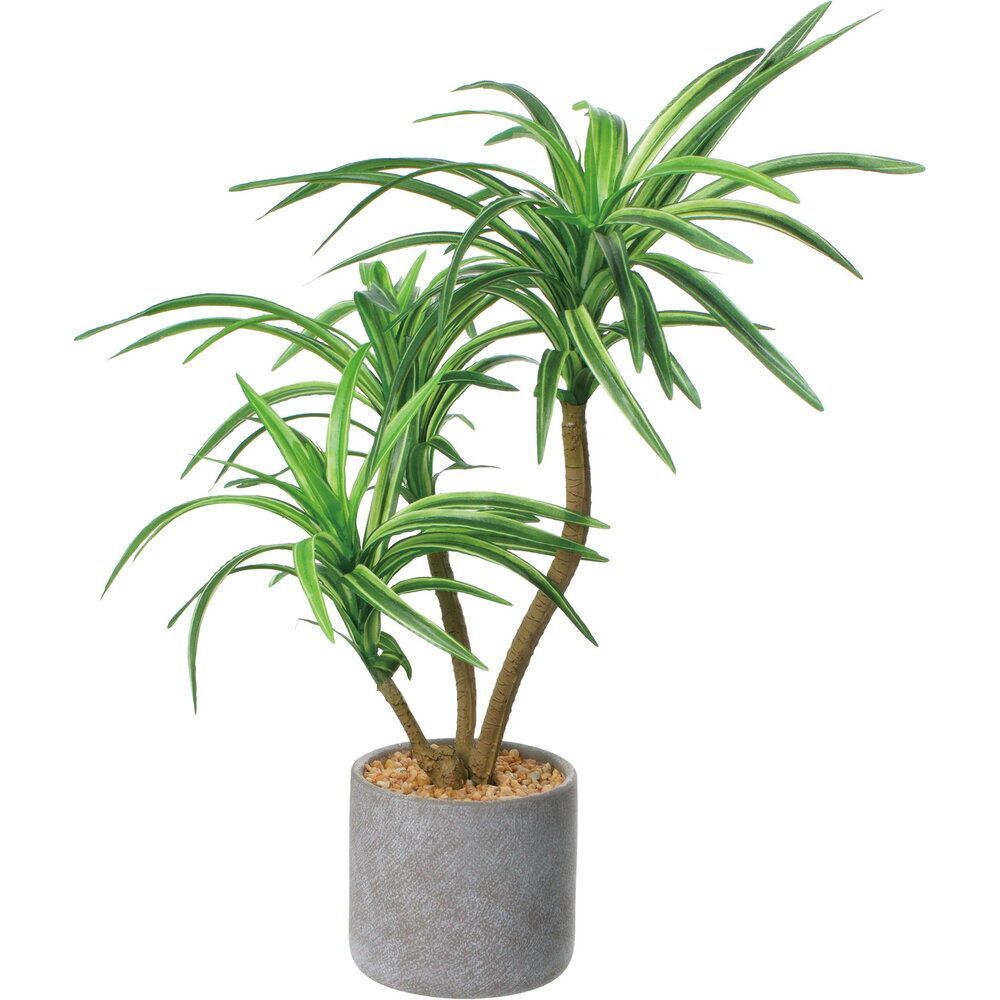 現品］21番 フィカス リラータ 8号 観葉植物 室内 大型 皿付き 贈り物