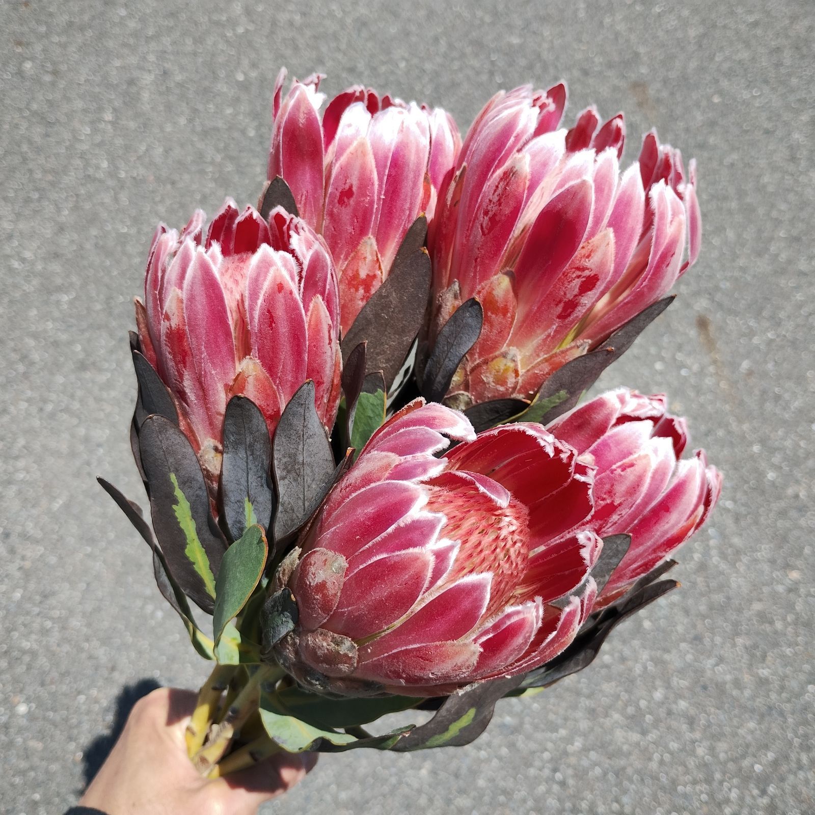 ⭐️プロテア カーニバル⭐️ 5本 ⭐️ 3 ⭐️宅配便送料込み  